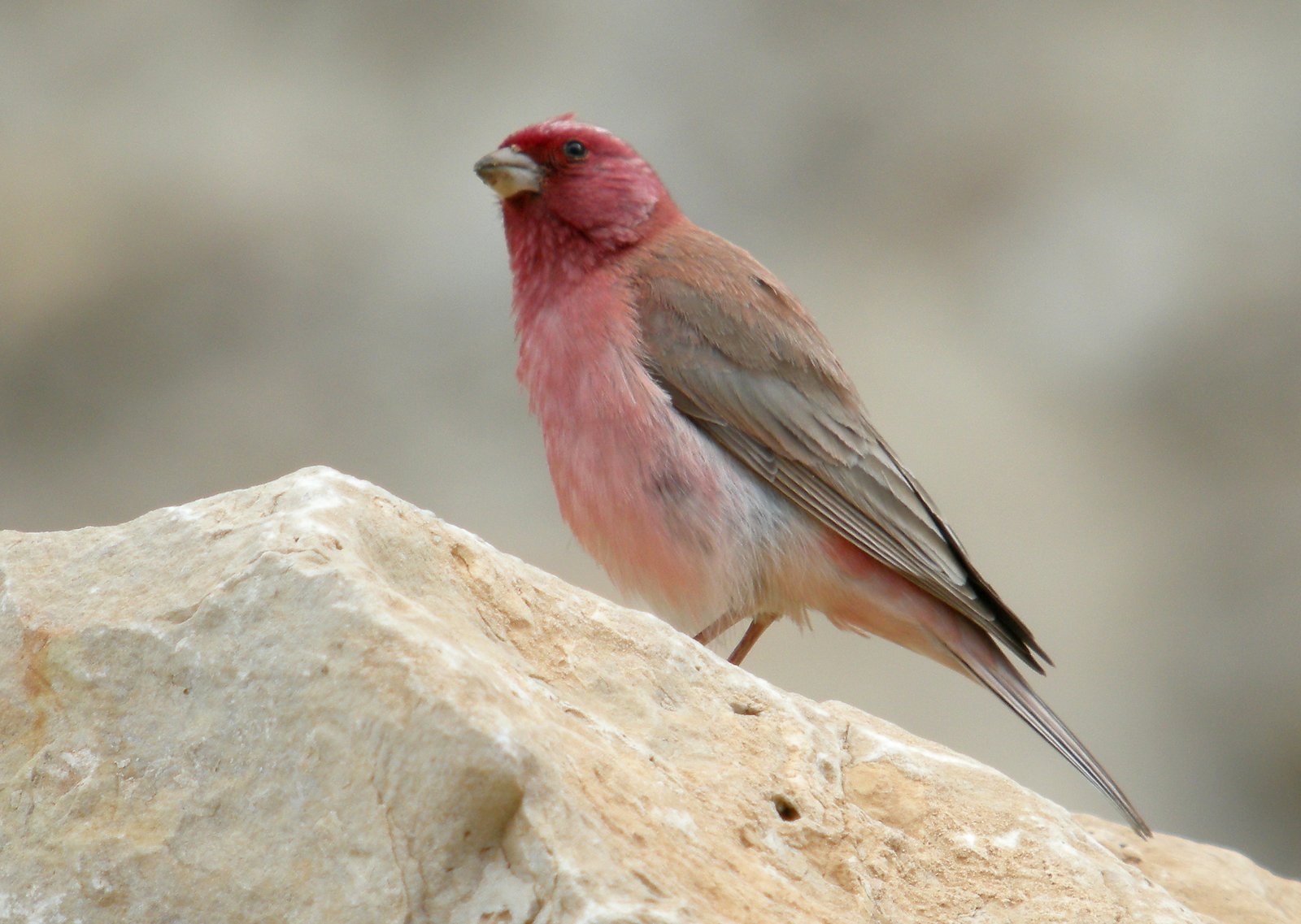Sinaïroodmus (Carpodacus synoicus)