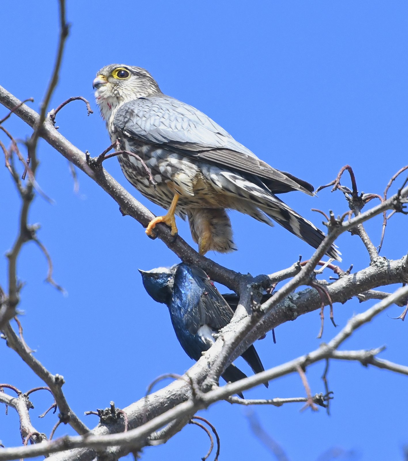 Smelleken (Falco columbarius)