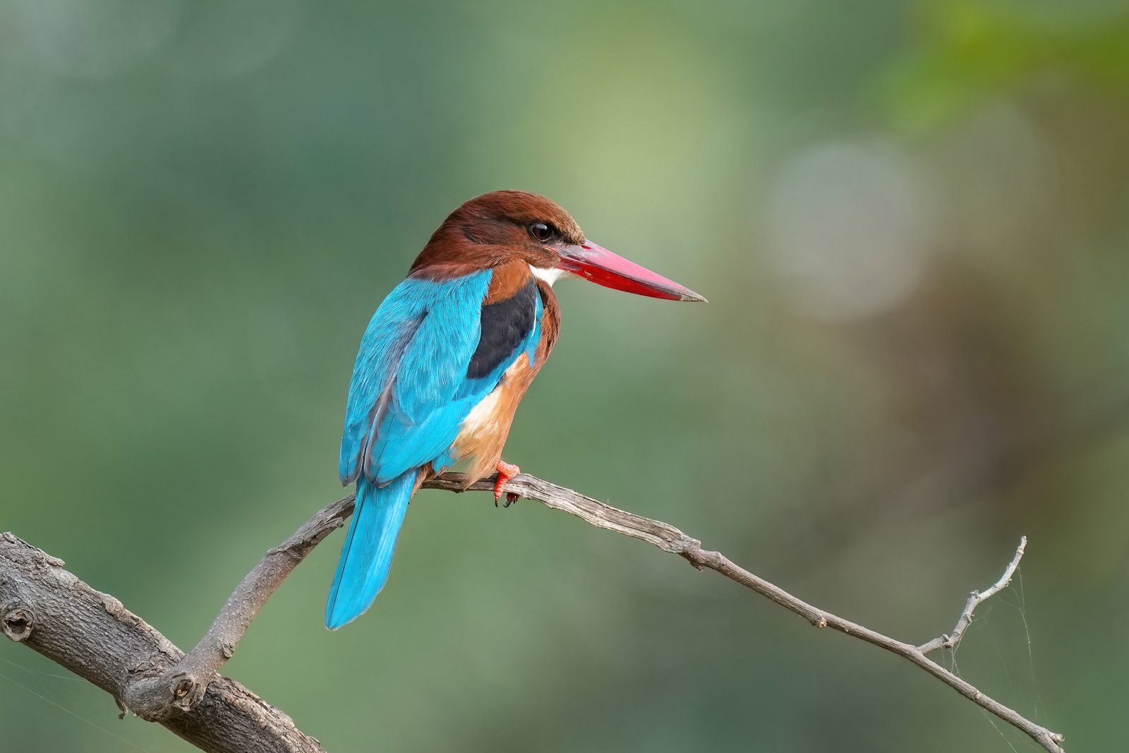 Smyrna-ijsvogel (Halcyon smyrnensis)