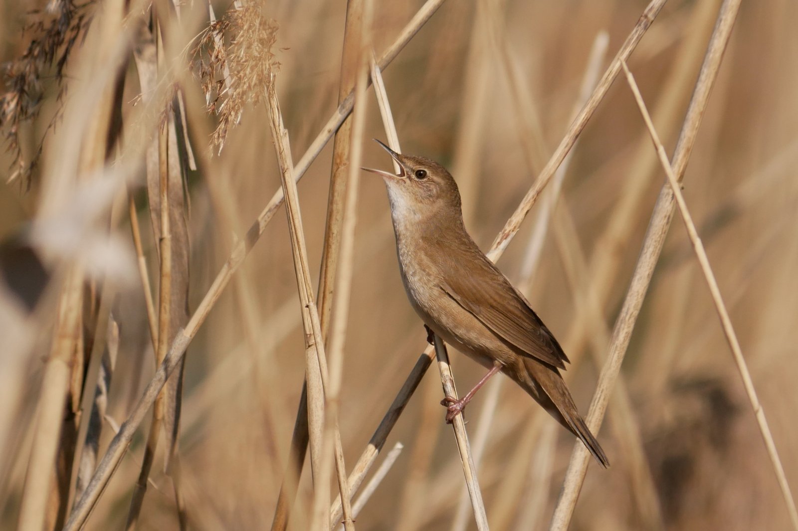 Snor (Locustella luscinioides)
