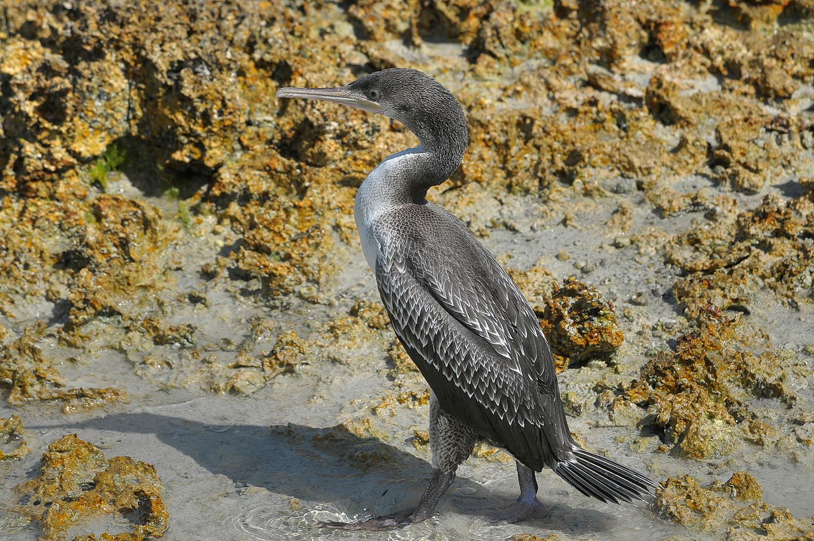 Socotra-aalscholver (Phalacrocorax nigrogularis)