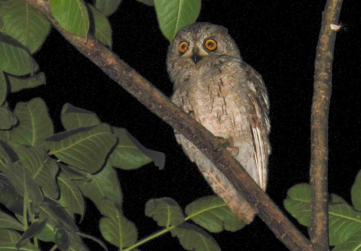 Socotradwergooruil (Otus socotranus)