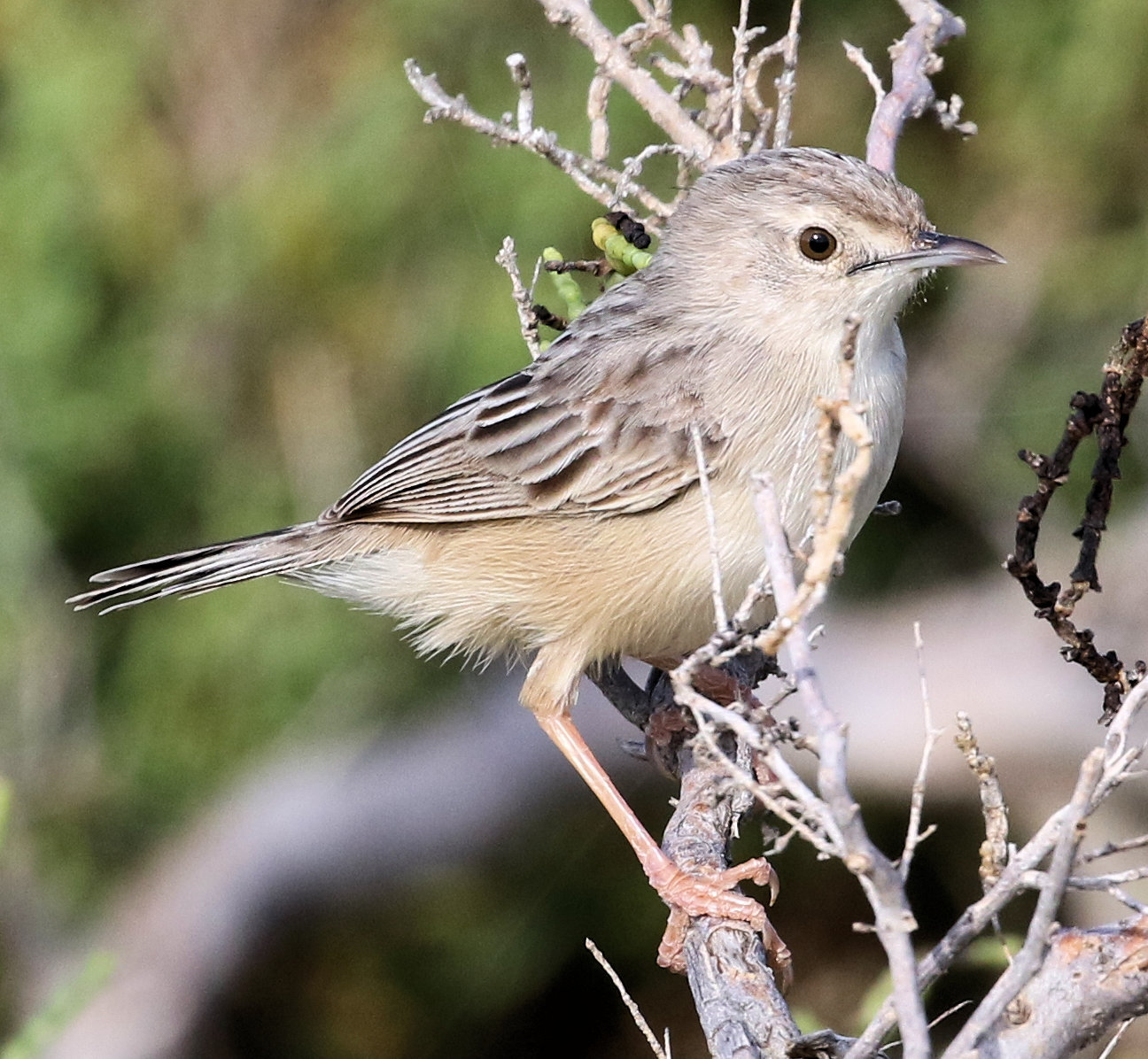 Socotragraszanger (Cisticola haesitatus)