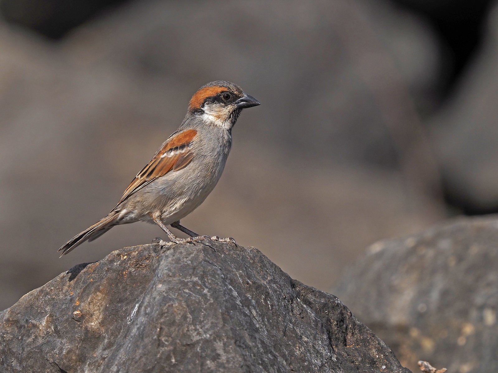 Socotramus (Passer insularis)