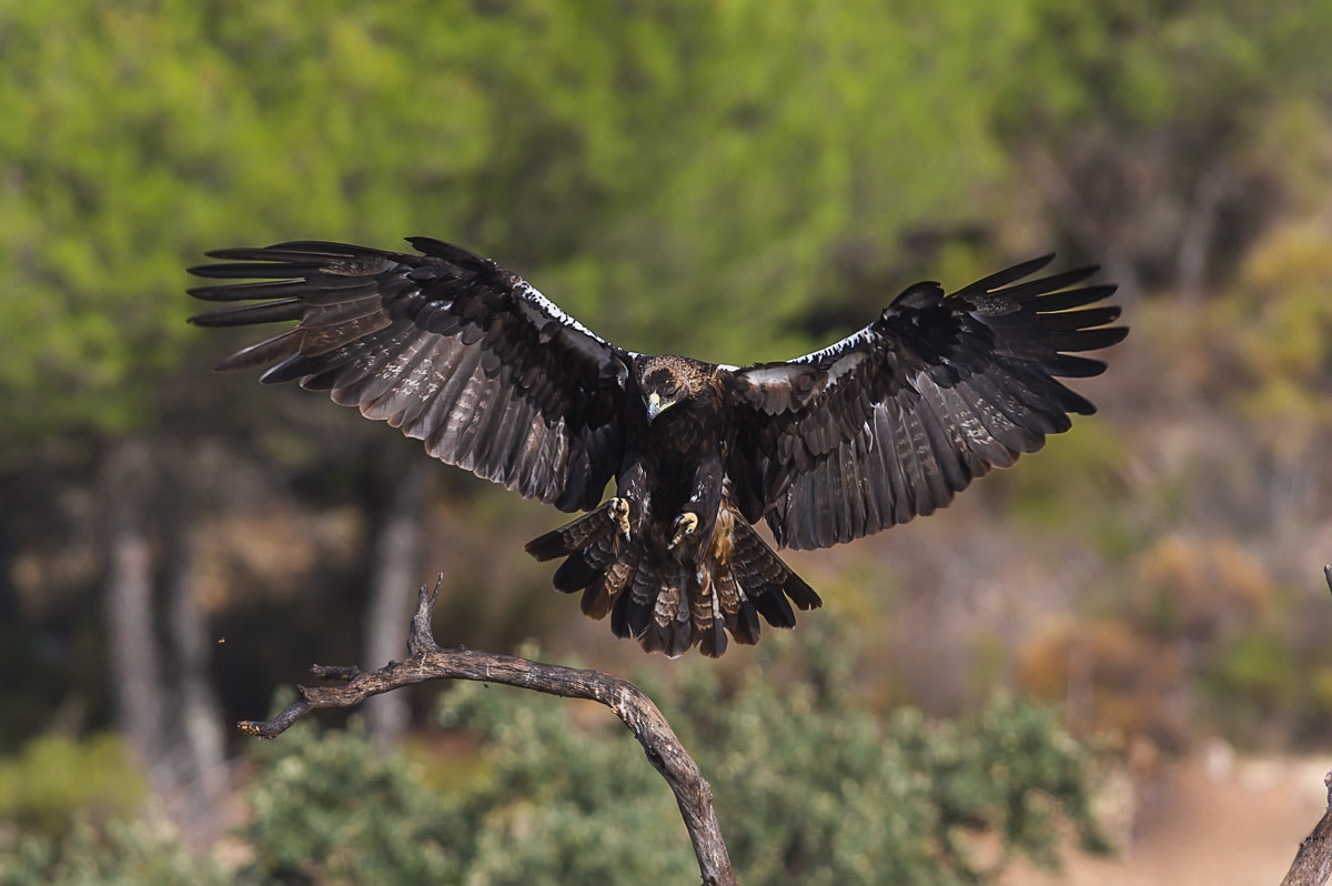 Spaanse keizerarend (Aquila adalberti)