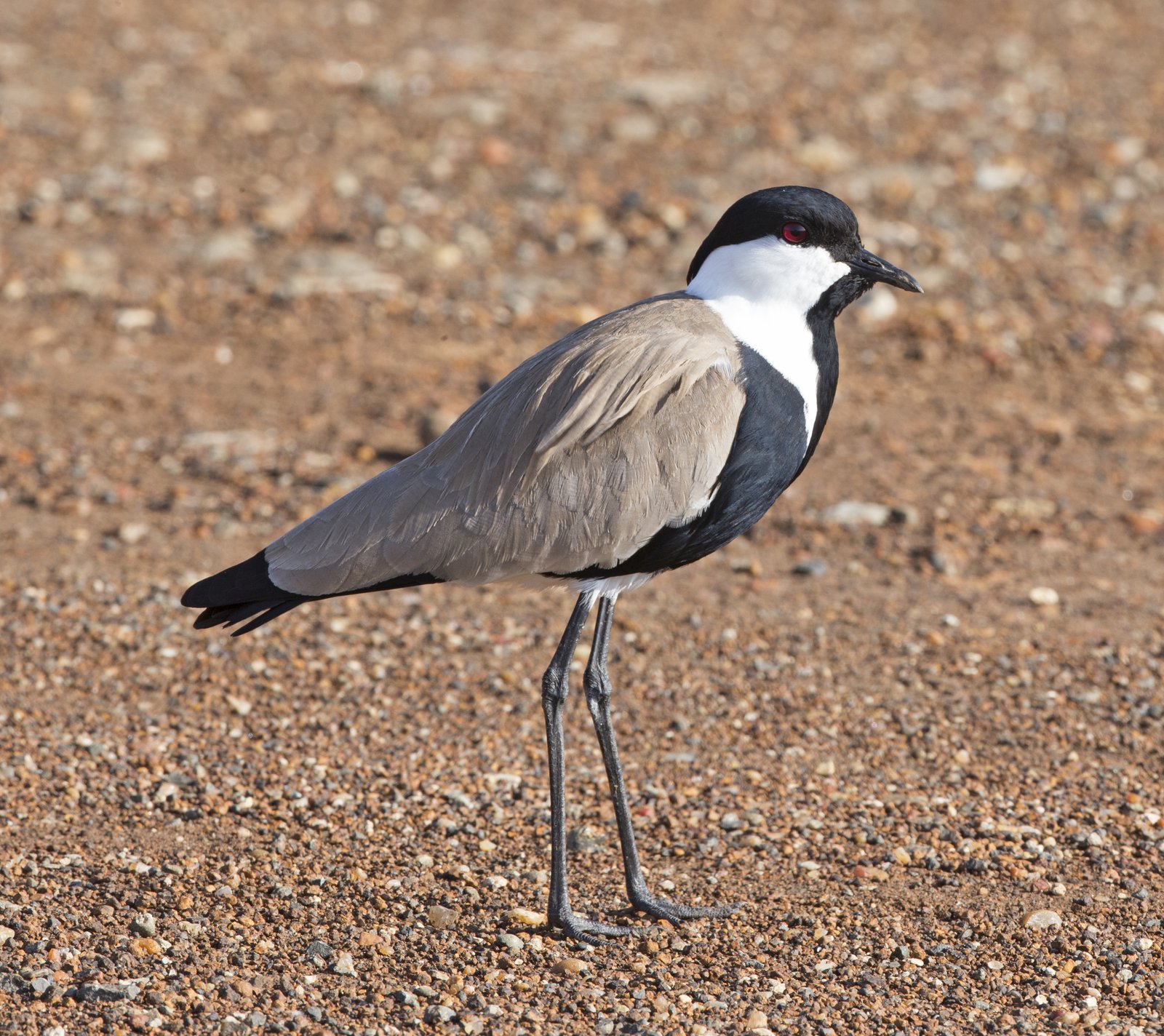 Sporenkievit (Vanellus spinosus)