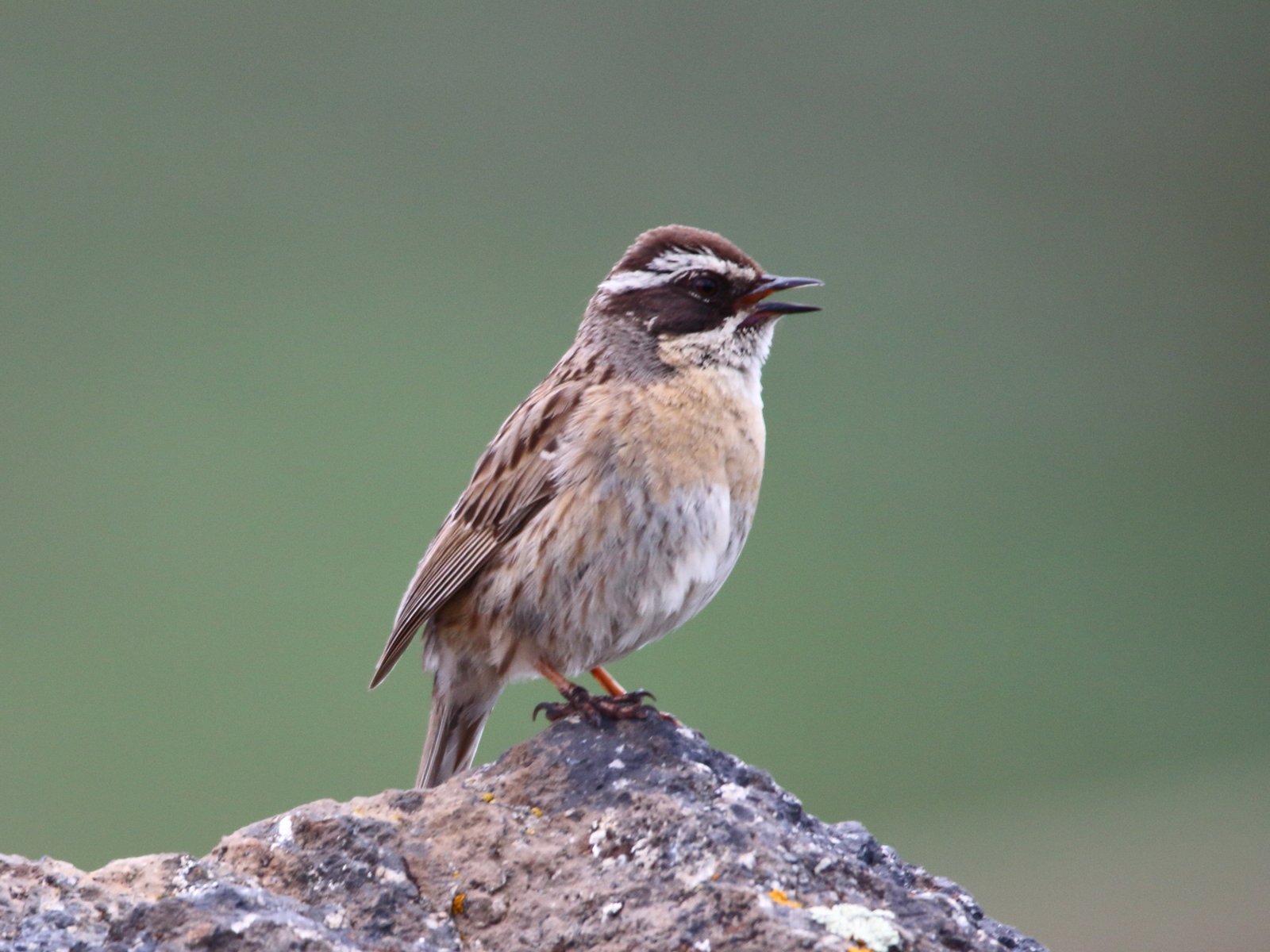 Steenheggenmus (Prunella ocularis)