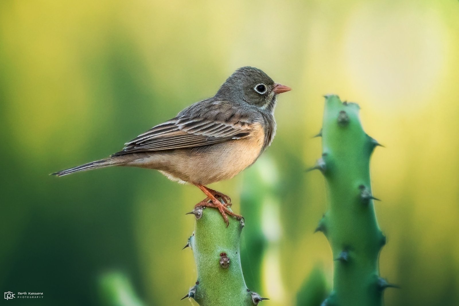 Steppegors (Emberiza buchanani)