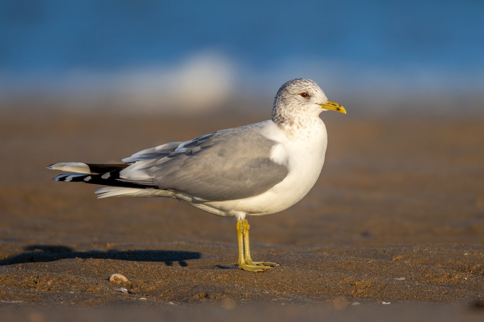 Stormmeeuw (Larus canus)