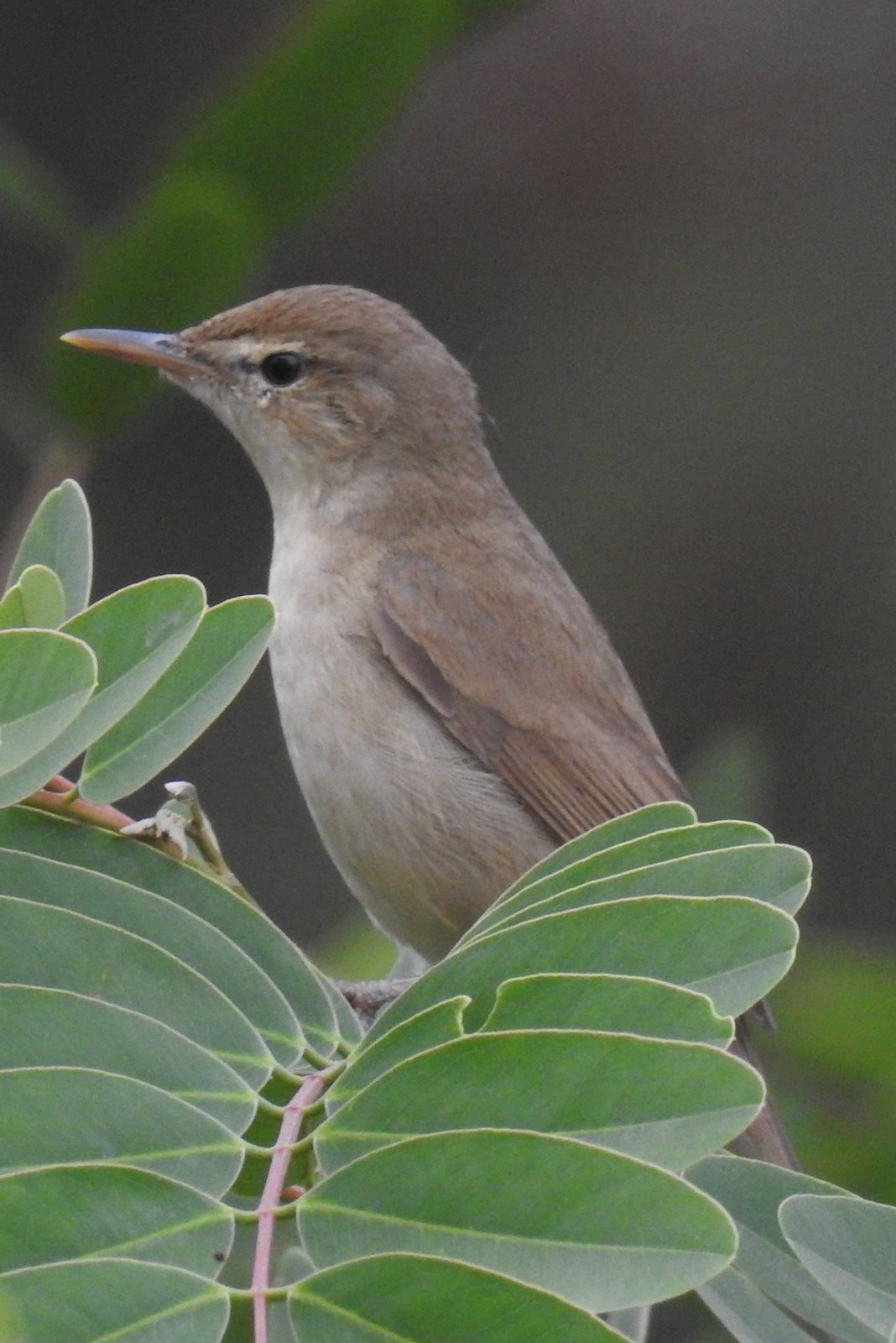 Struikrietzanger (Acrocephalus dumetorum)