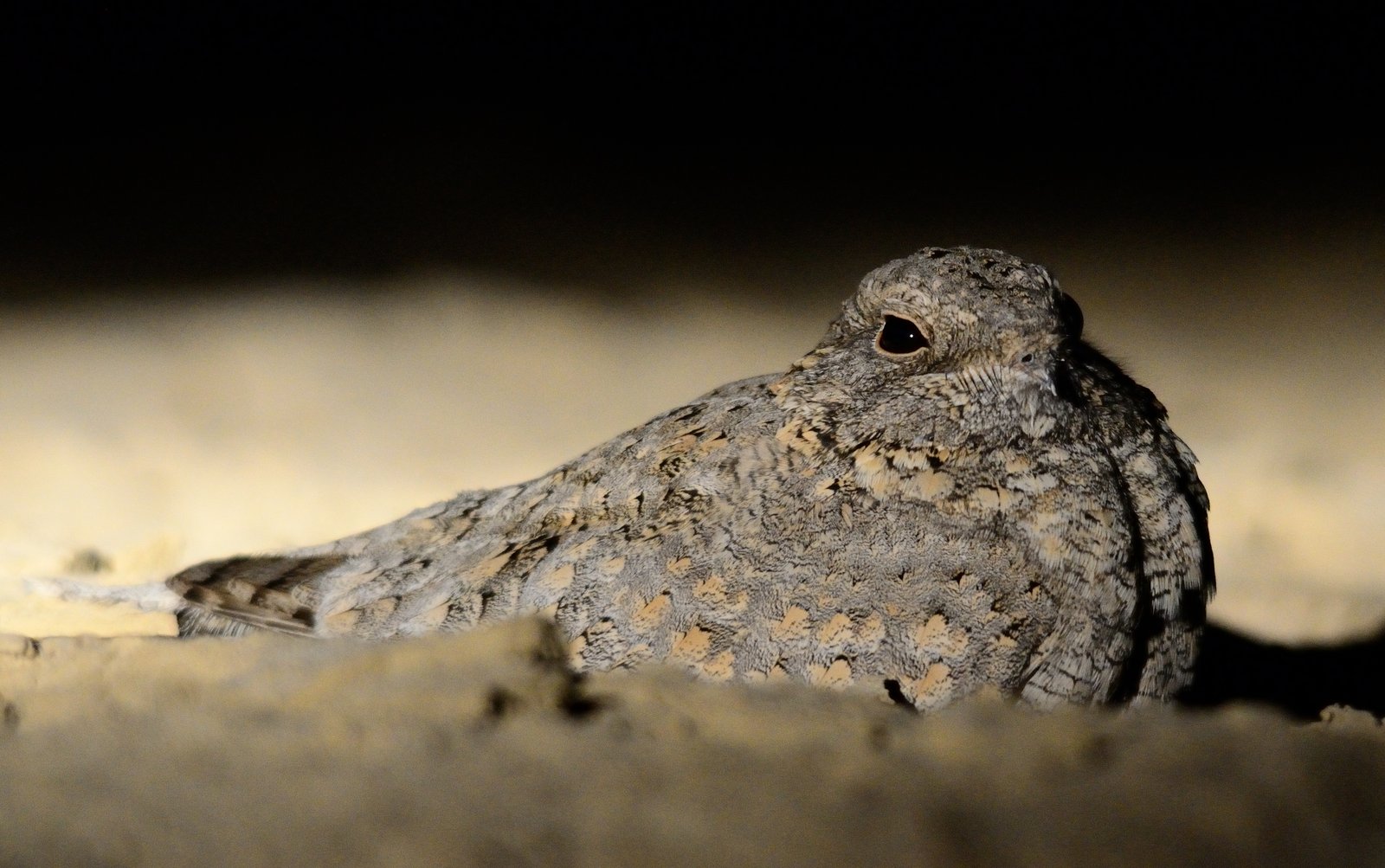 Sykes' nachtzwaluw (Caprimulgus mahrattensis)