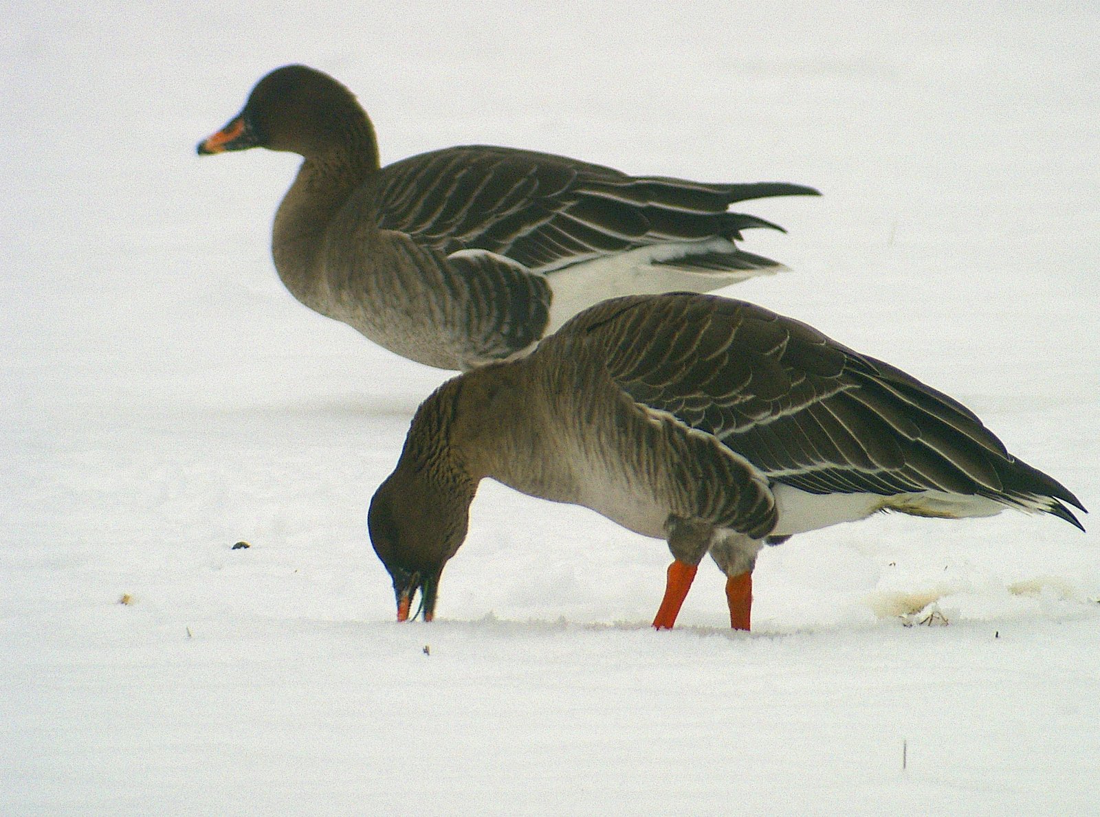 Toendrarietgans (Anser serrirostris)