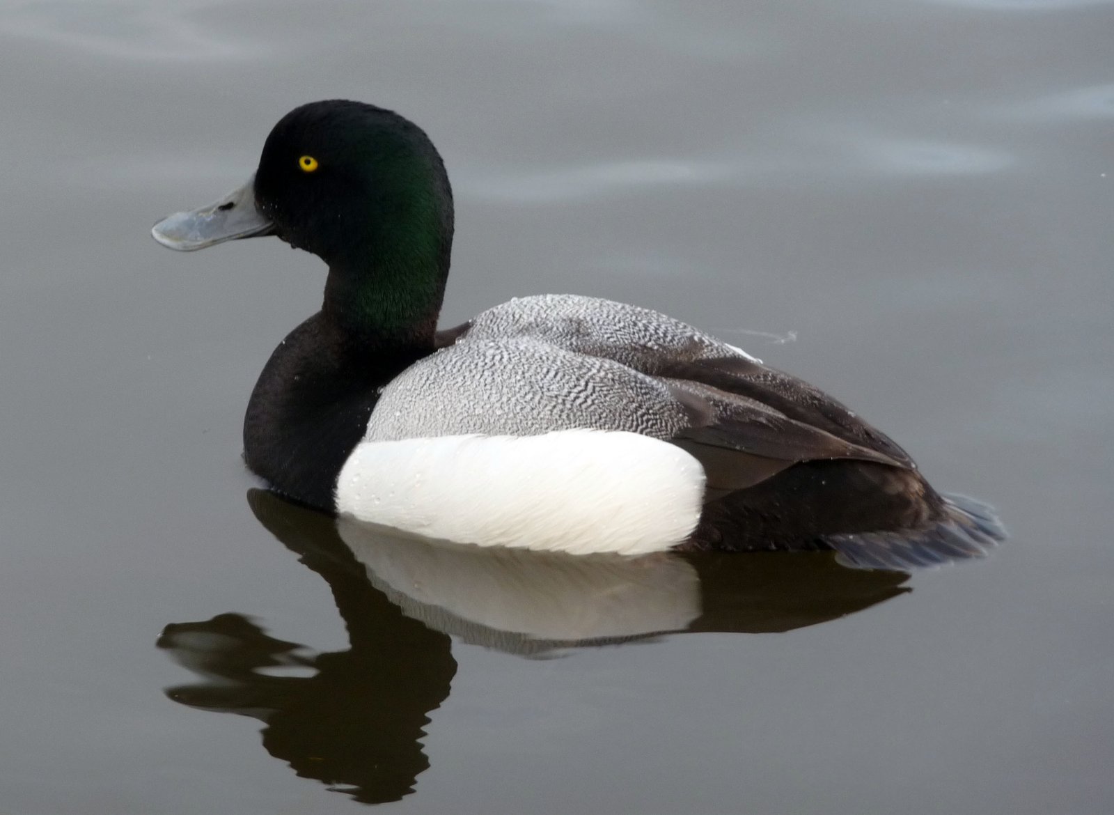 Topper (Aythya marila)