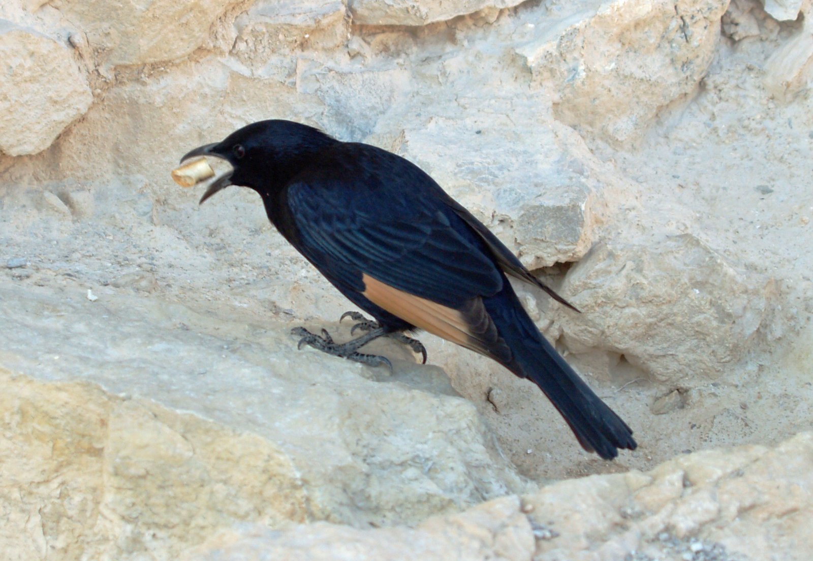 Tristrams spreeuw (Onychognathus tristramii)