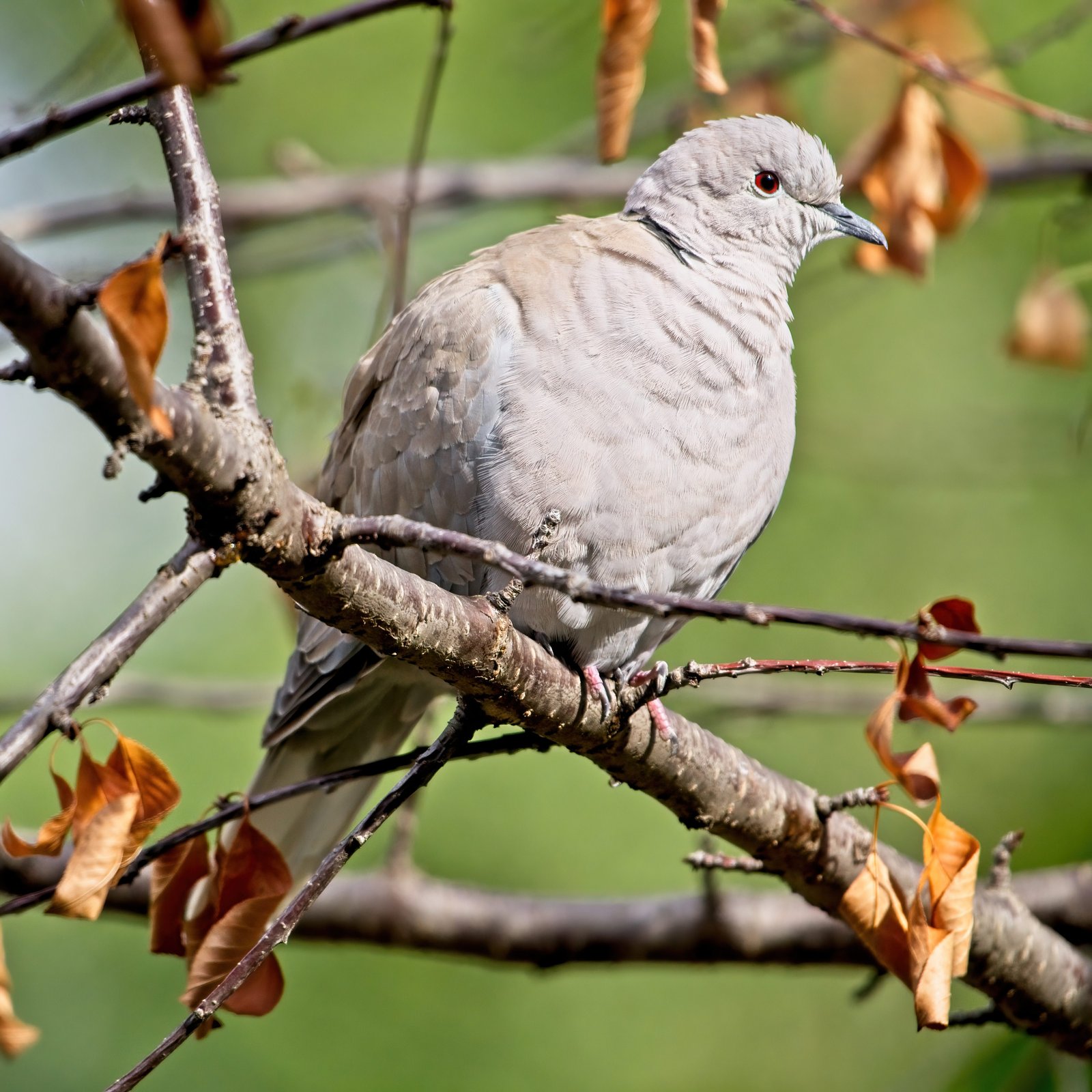 Turkse tortel (Streptopelia decaocto)