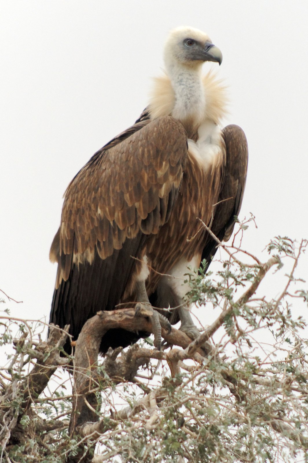 Vale gier (Gyps fulvus)
