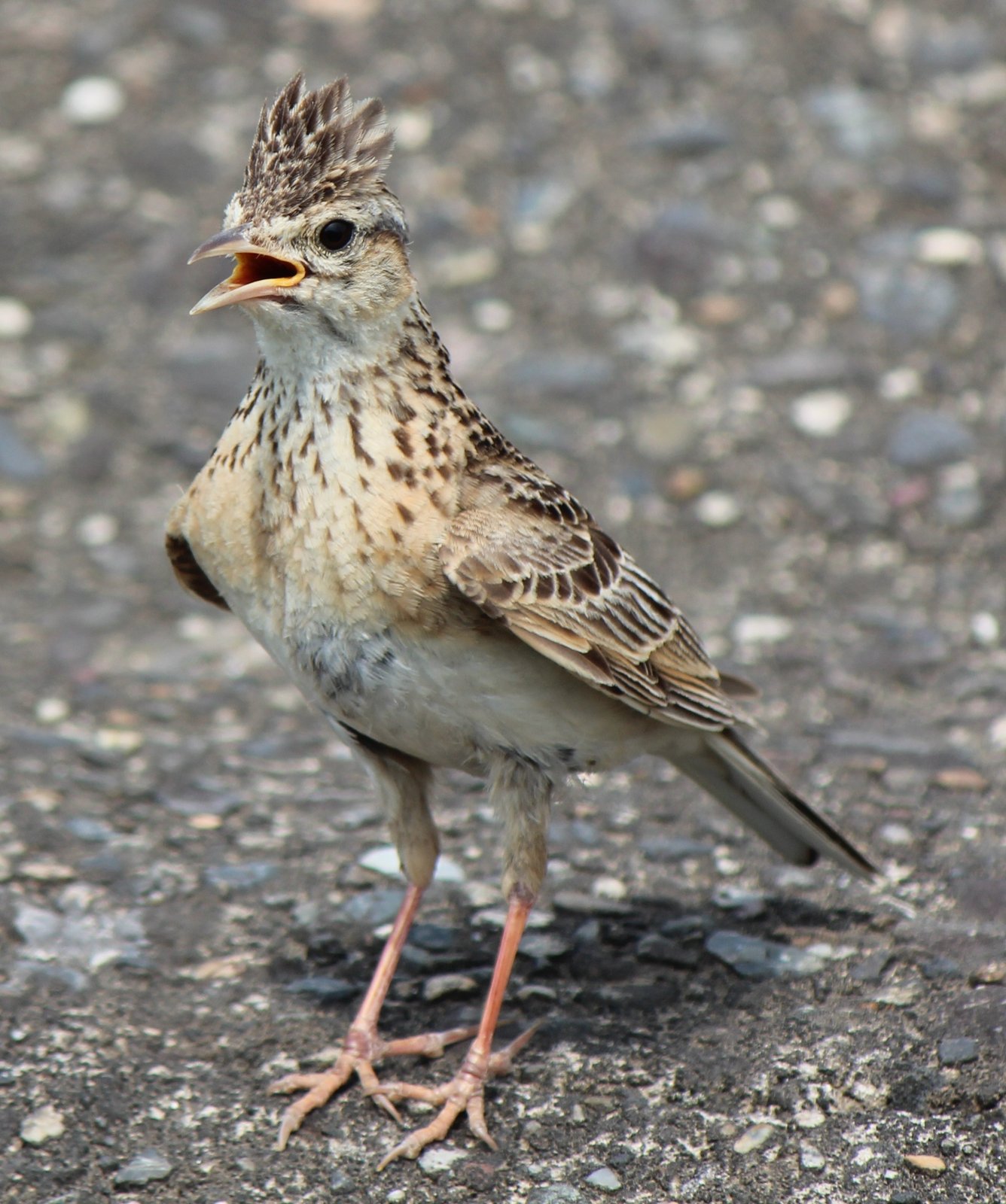 Veldleeuwerik (Alauda arvensis)