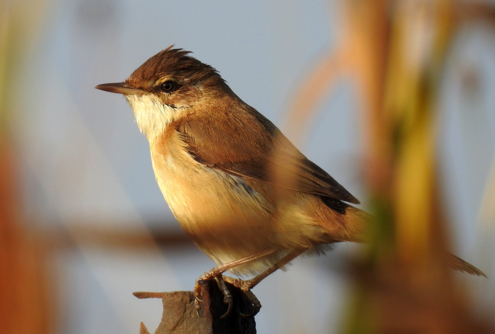 Veldrietzanger (Acrocephalus agricola)