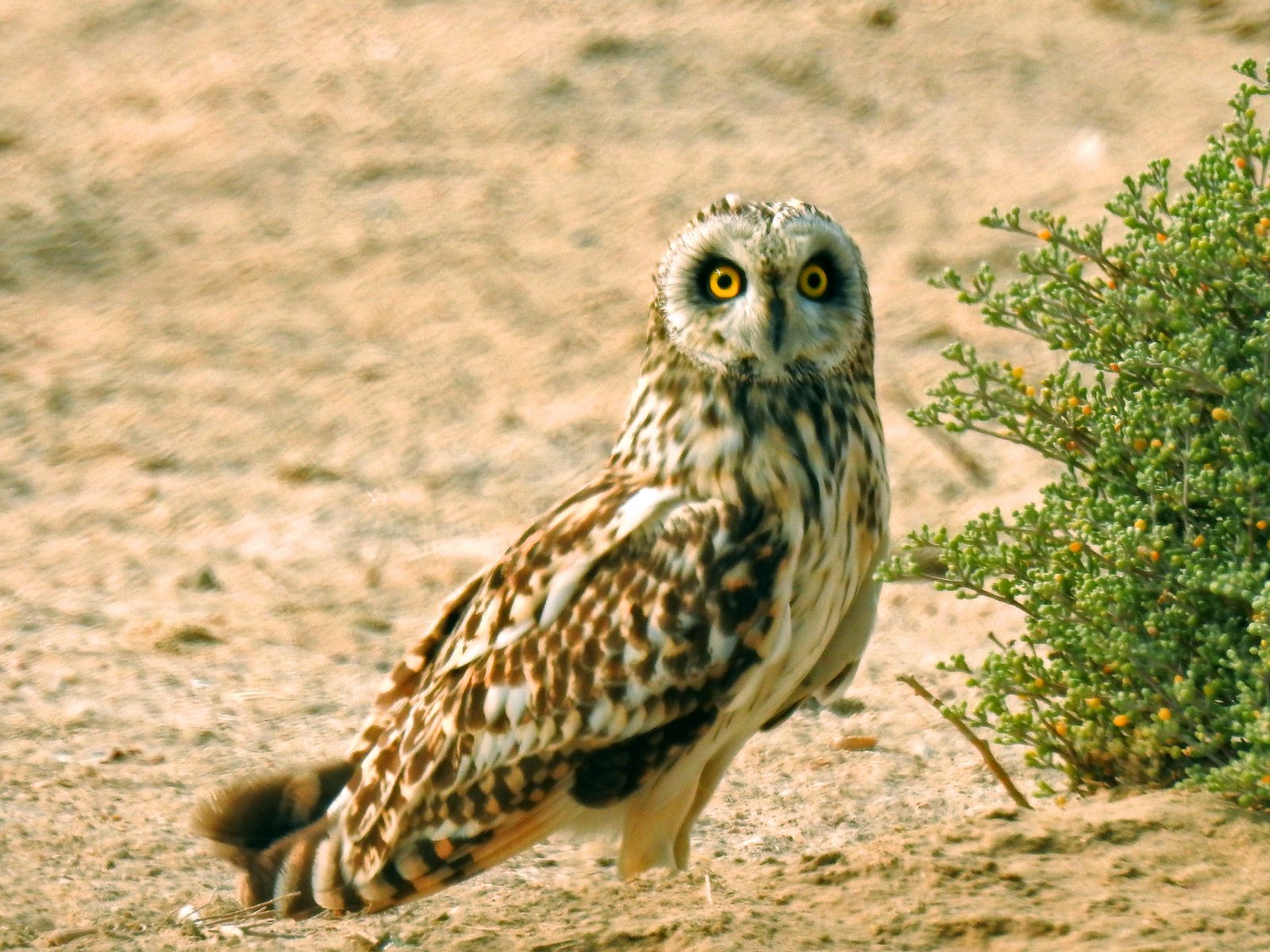 Velduil (Asio flammeus)