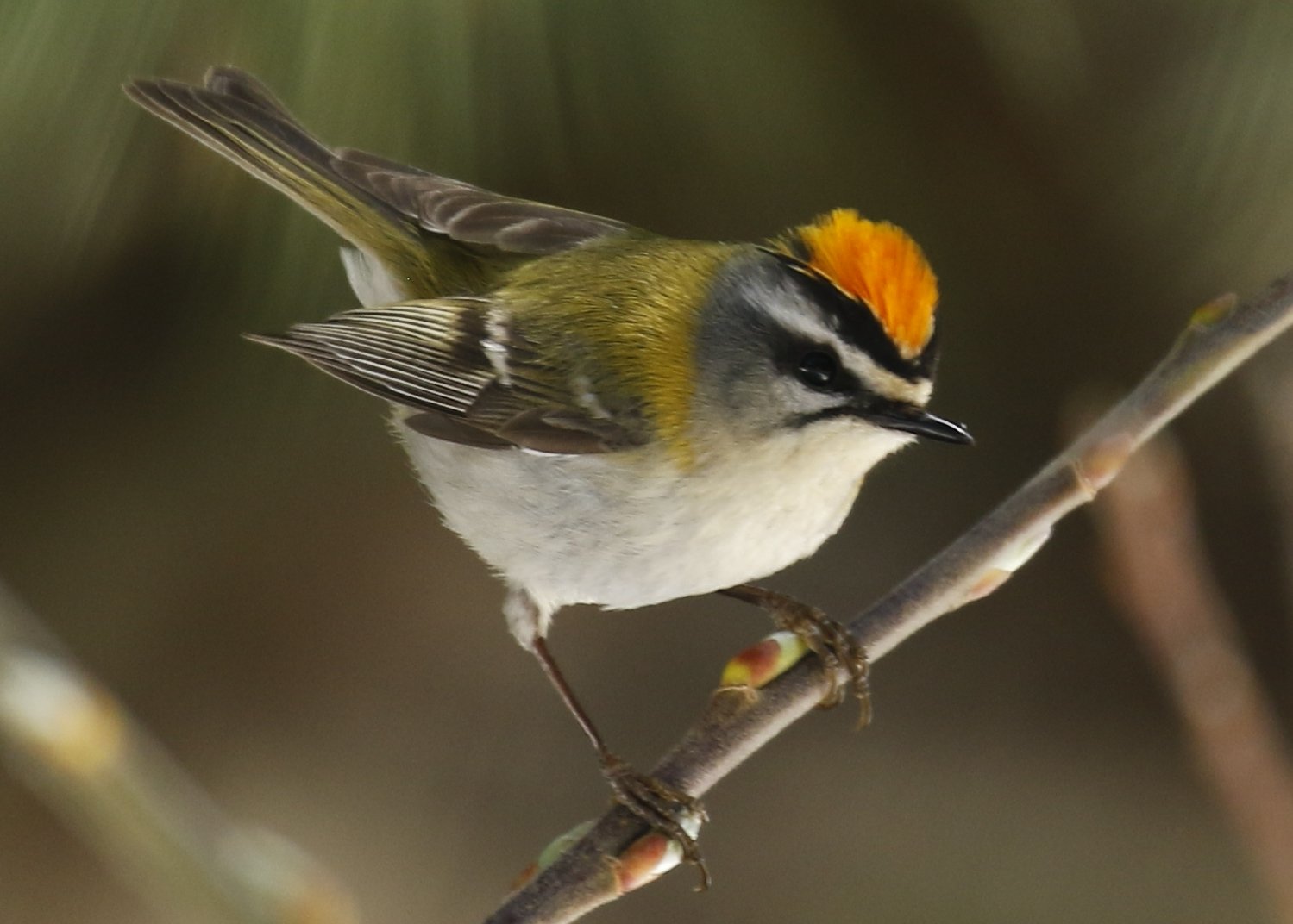 Vuurgoudhaantje (Regulus ignicapilla)