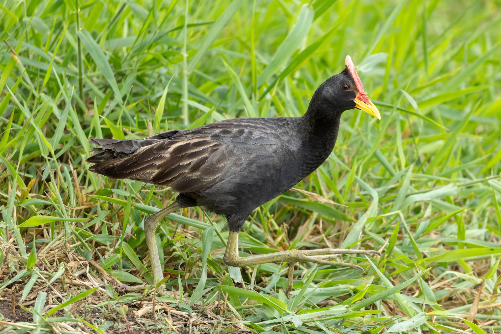 Waterhaan (Gallicrex cinerea)