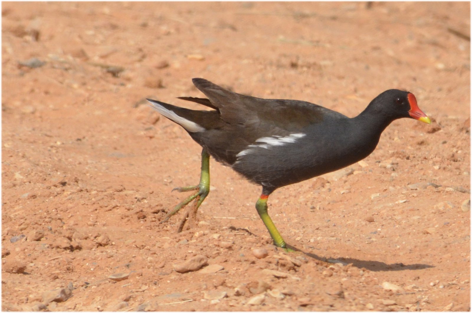 Waterhoen (Gallinula chloropus)