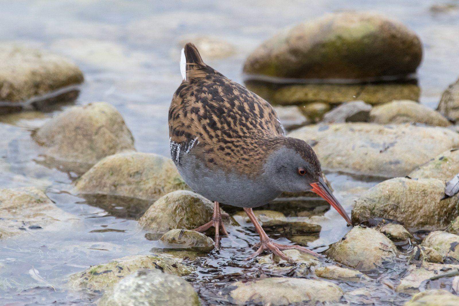 Waterral (Rallus aquaticus)
