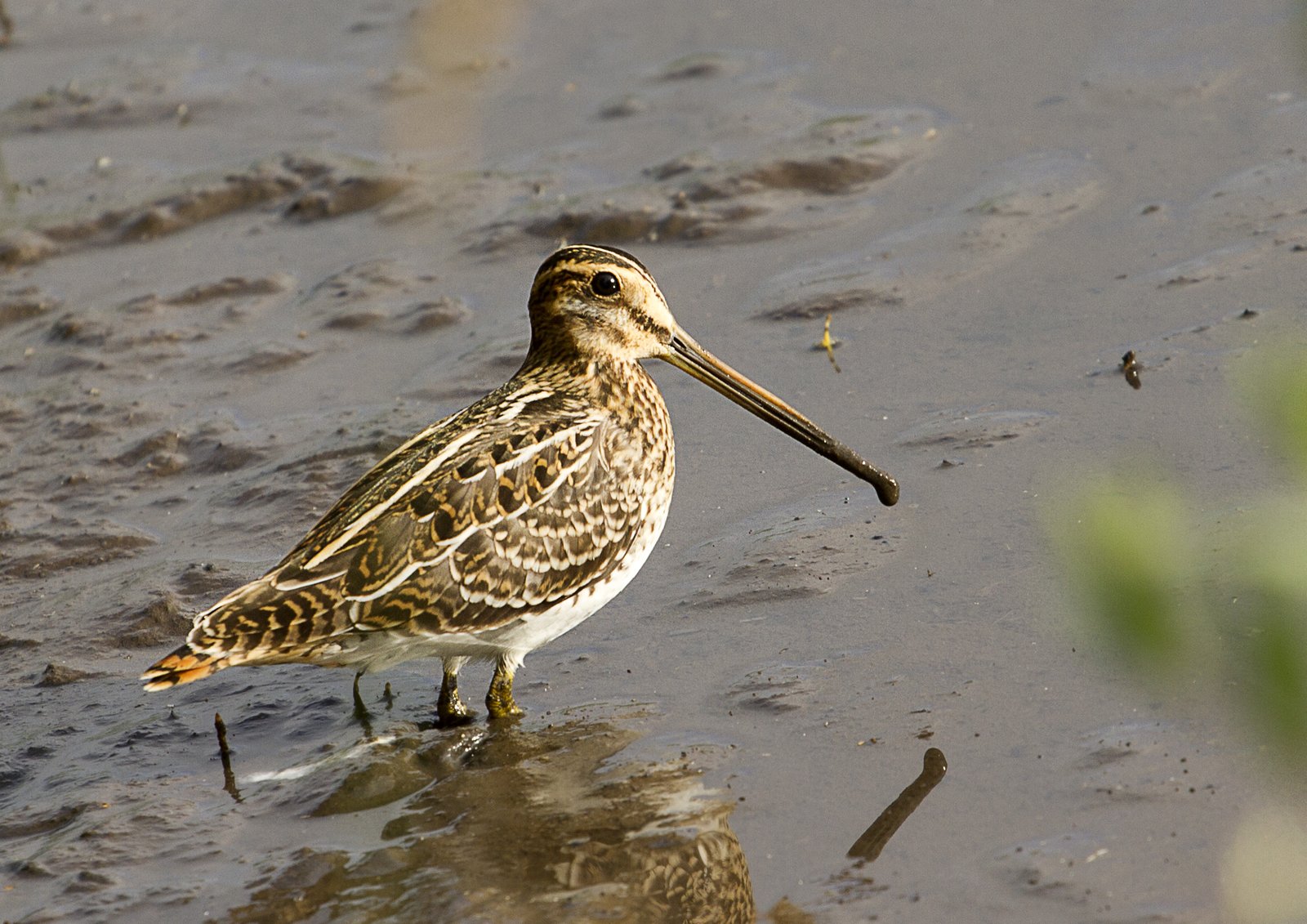 Watersnip (Gallinago gallinago)