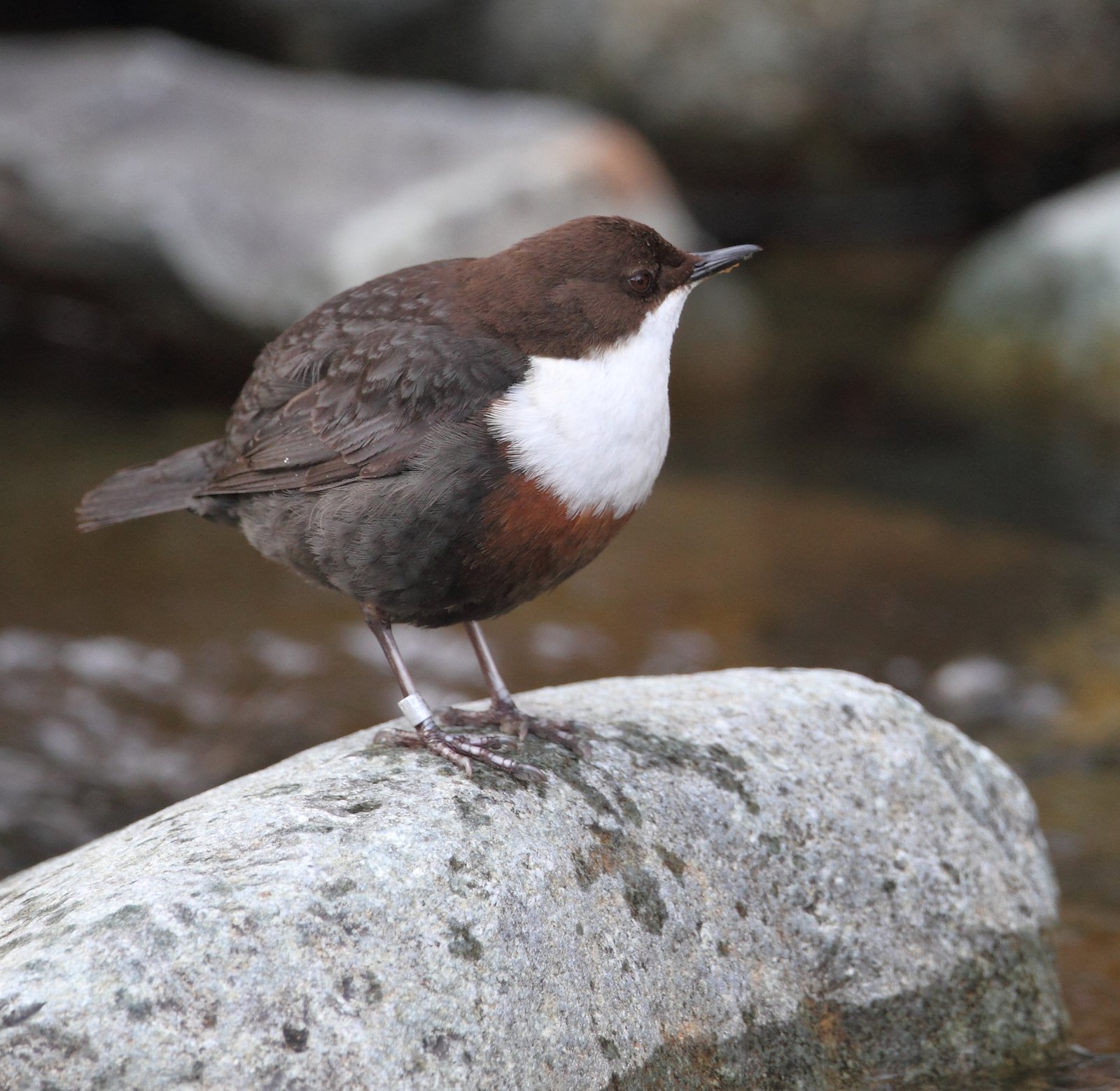 Waterspreeuw (Cinclus cinclus)