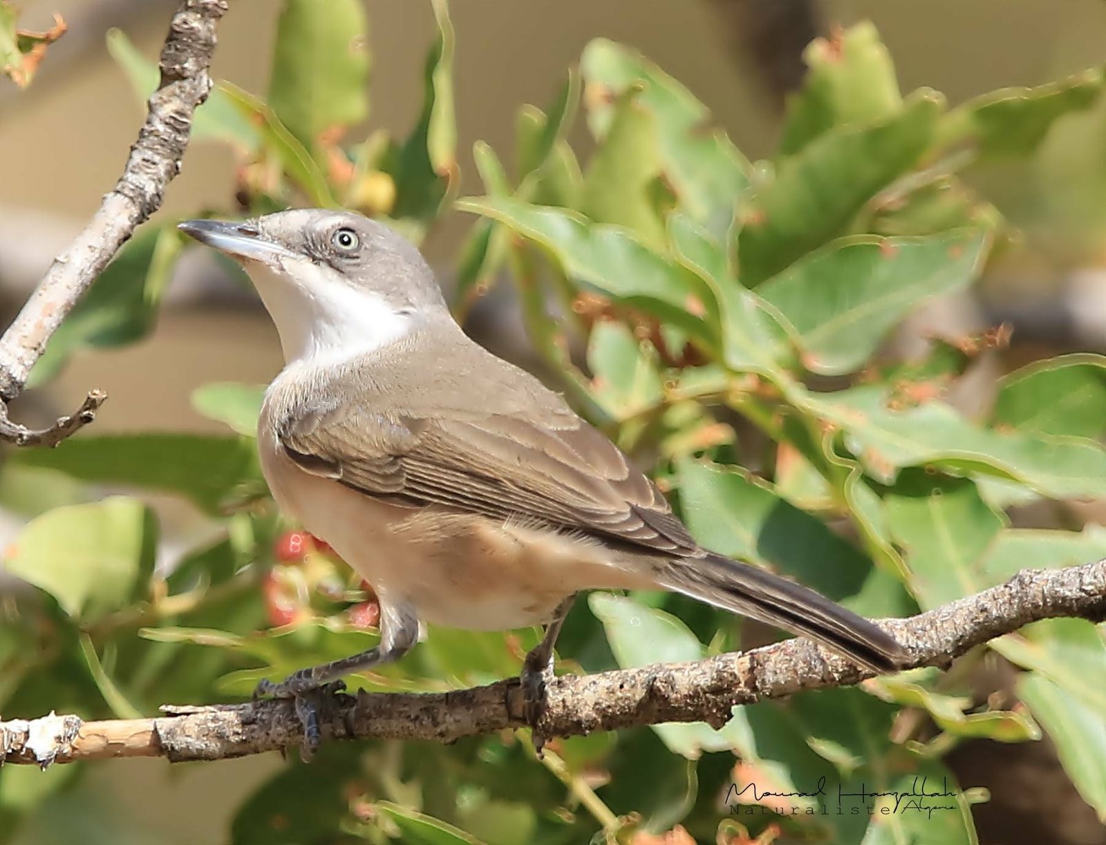 Westelijke orpheusgrasmus (Curruca hortensis)