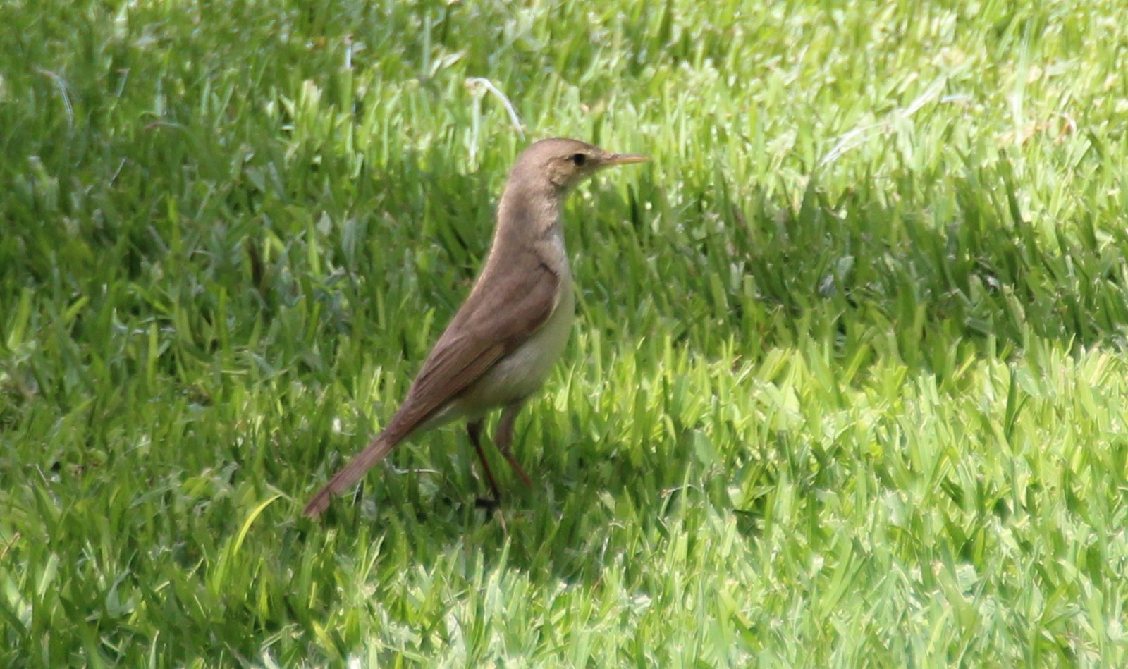 Westelijke vale spotvogel (Iduna opaca)
