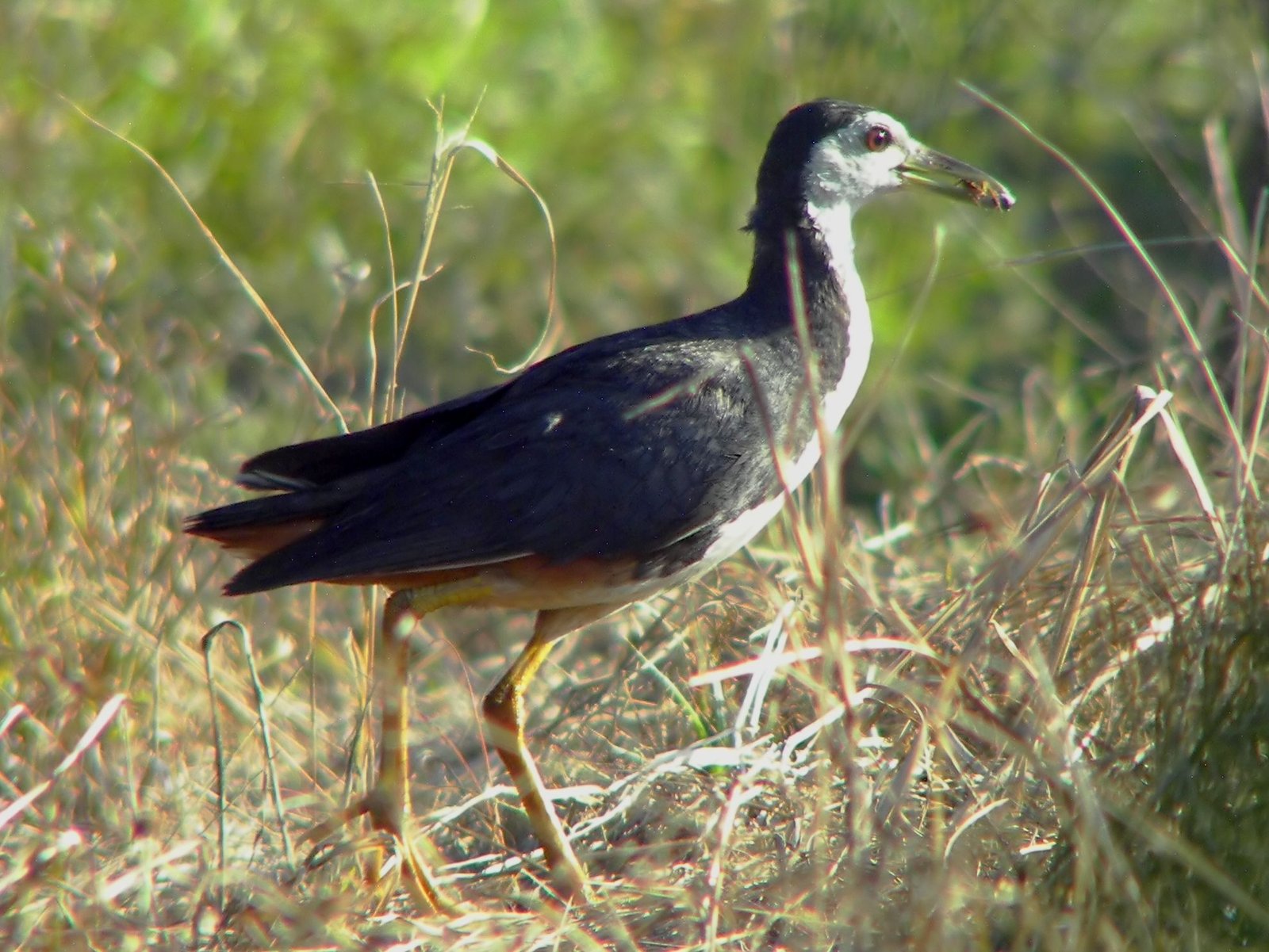 Witborstwaterhoen (Amaurornis phoenicurus)