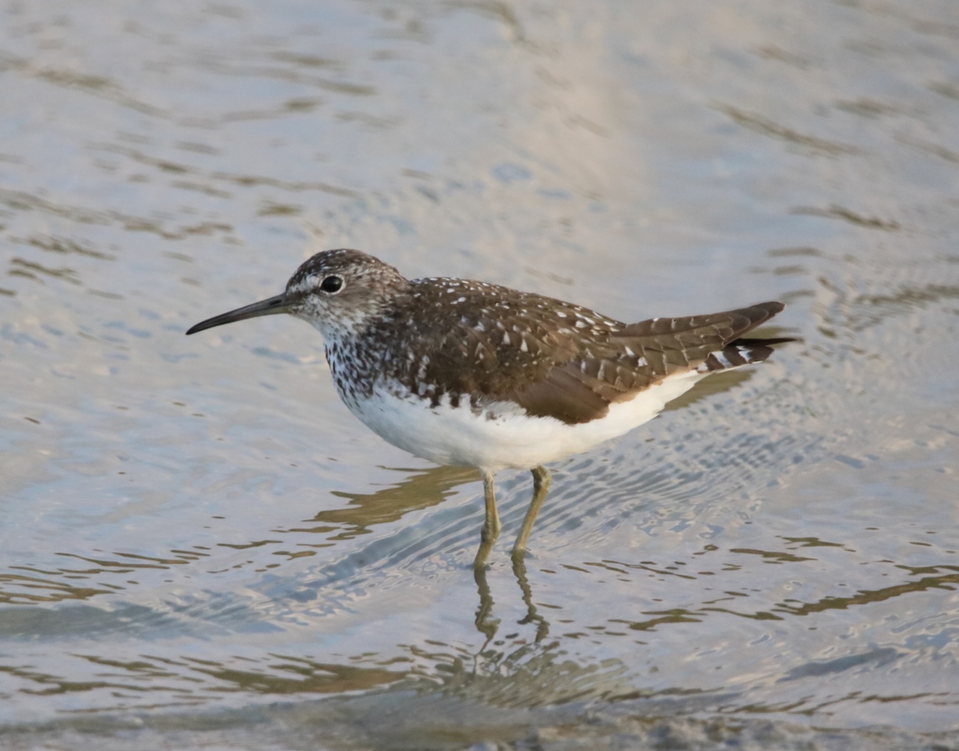 Witgat (Tringa ochropus)