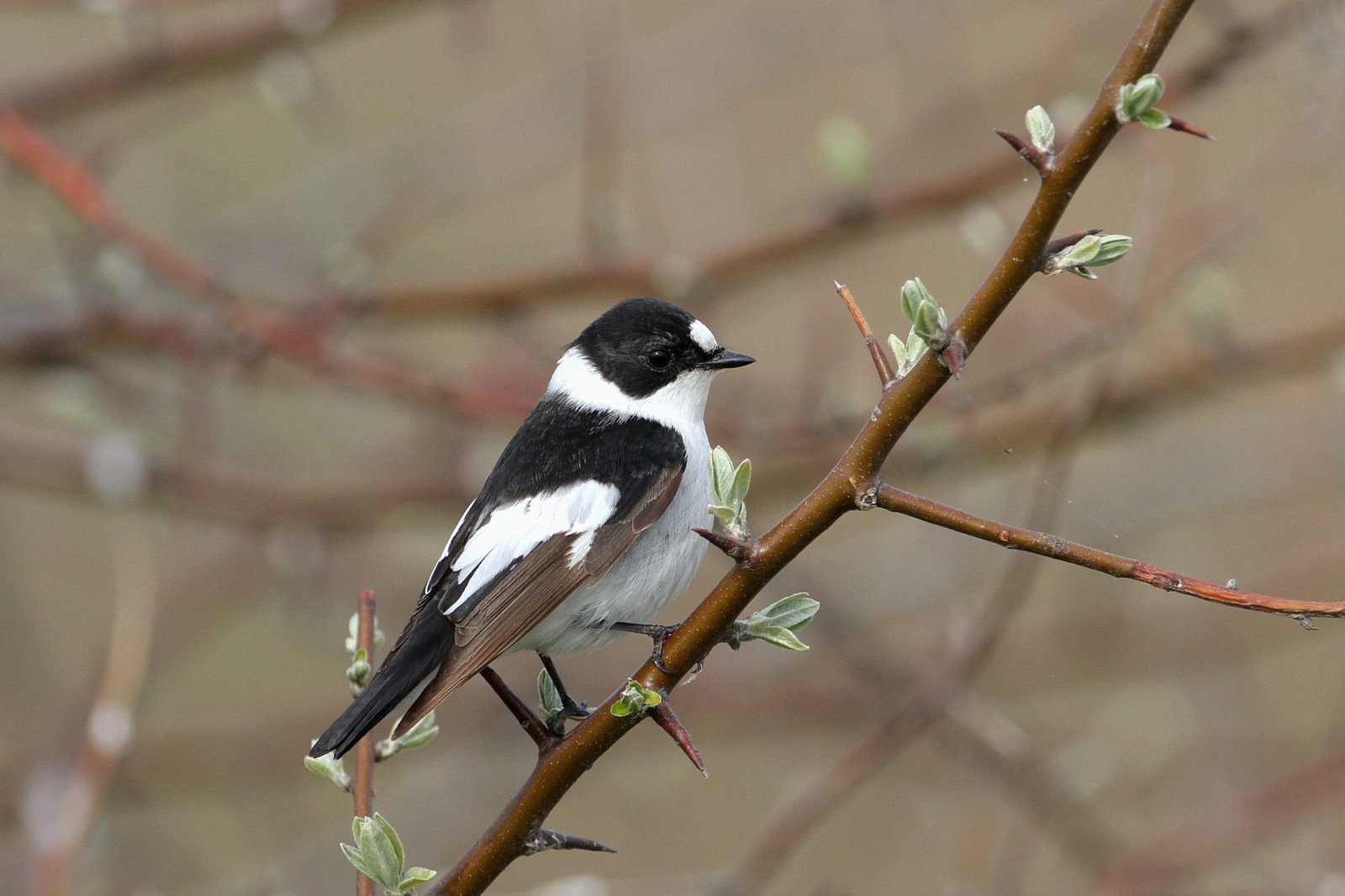 Withalsvliegenvanger (Ficedula albicollis)