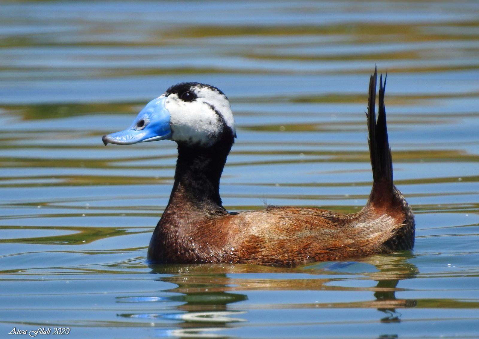 Witkopeend (Oxyura leucocephala)