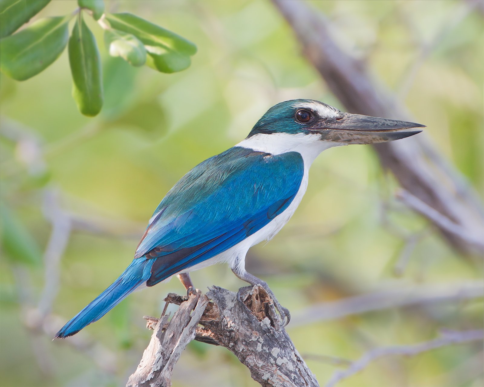 Witkraagijsvogel (Todiramphus chloris)