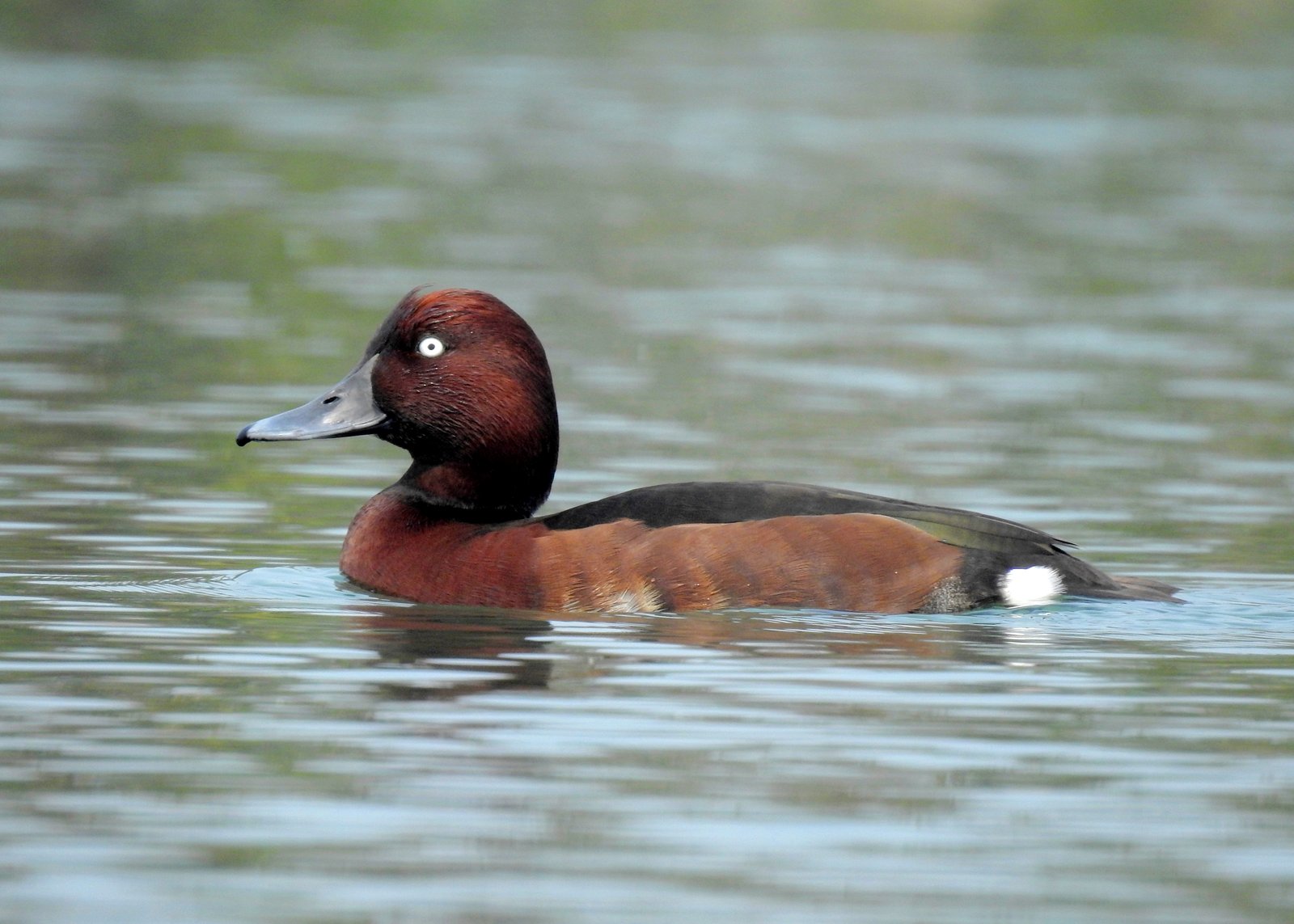 Witoogeend (Aythya nyroca)