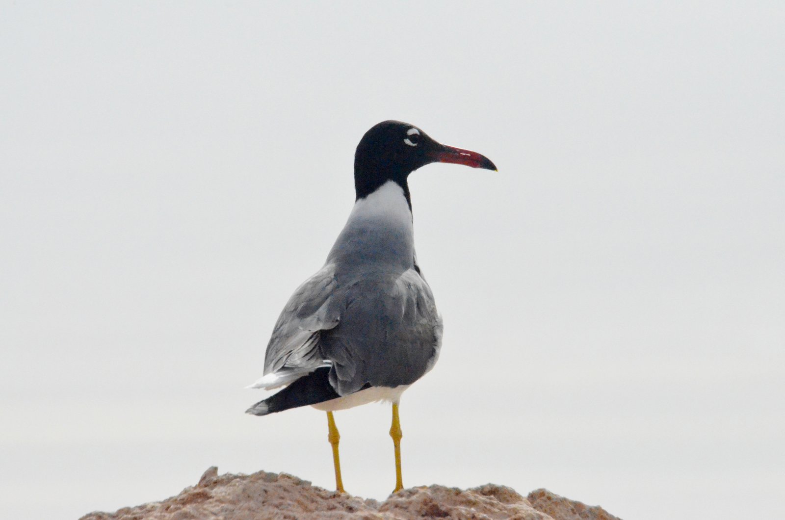 Witoogmeeuw (Ichthyaetus leucophthalmus)