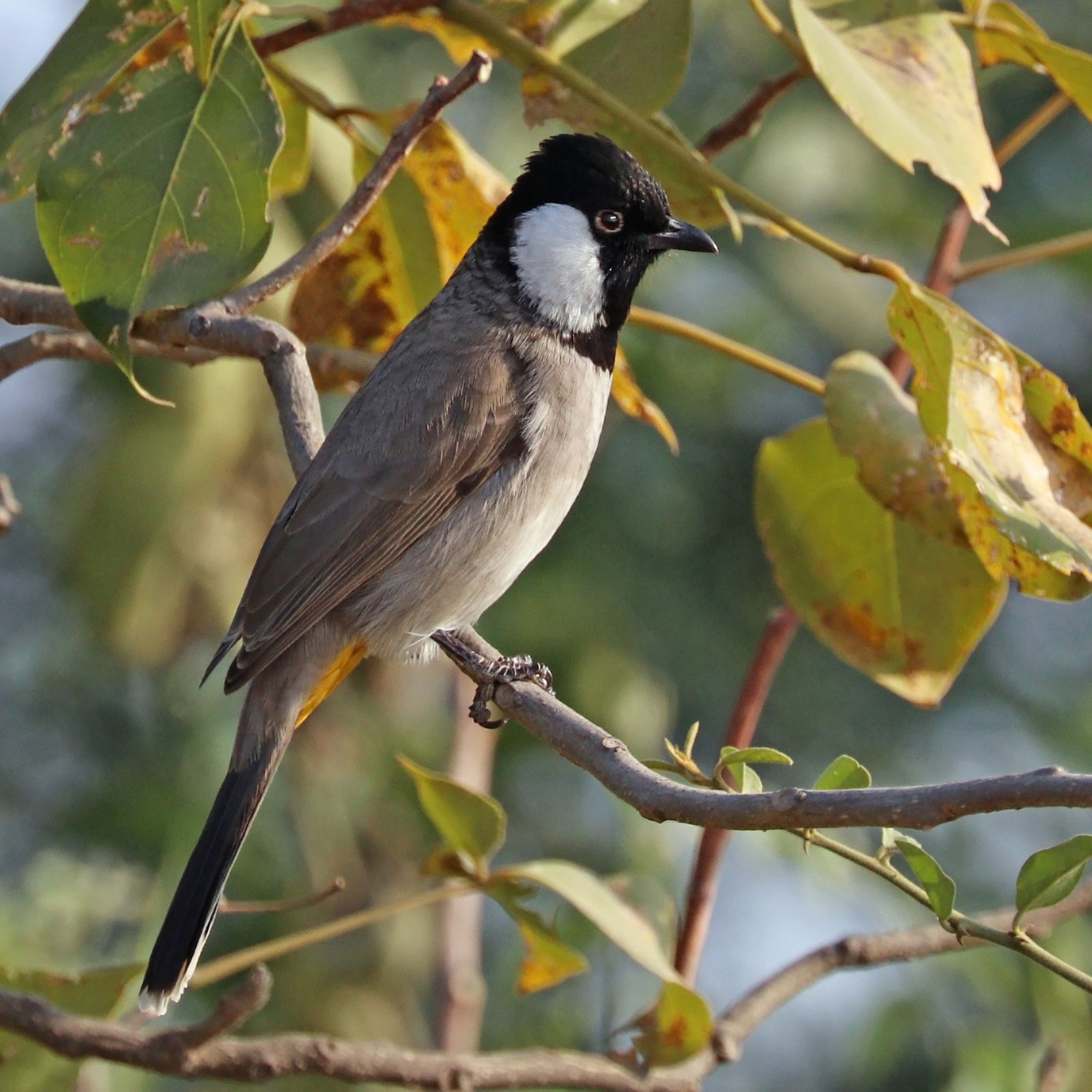 Witoorbuulbuul (Pycnonotus leucotis)