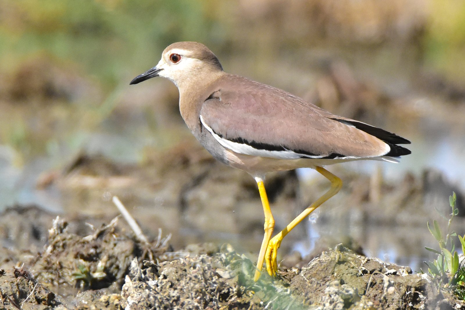Witstaartkievit (Vanellus leucurus)