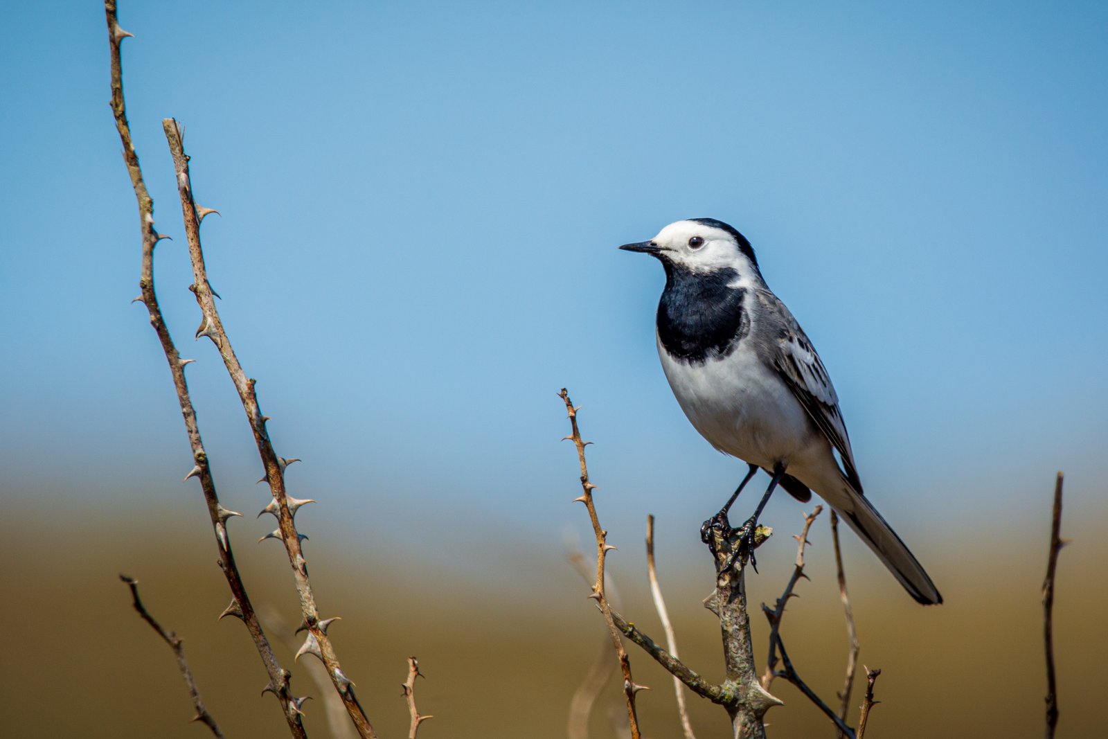 Witte kwikstaart (Motacilla alba)