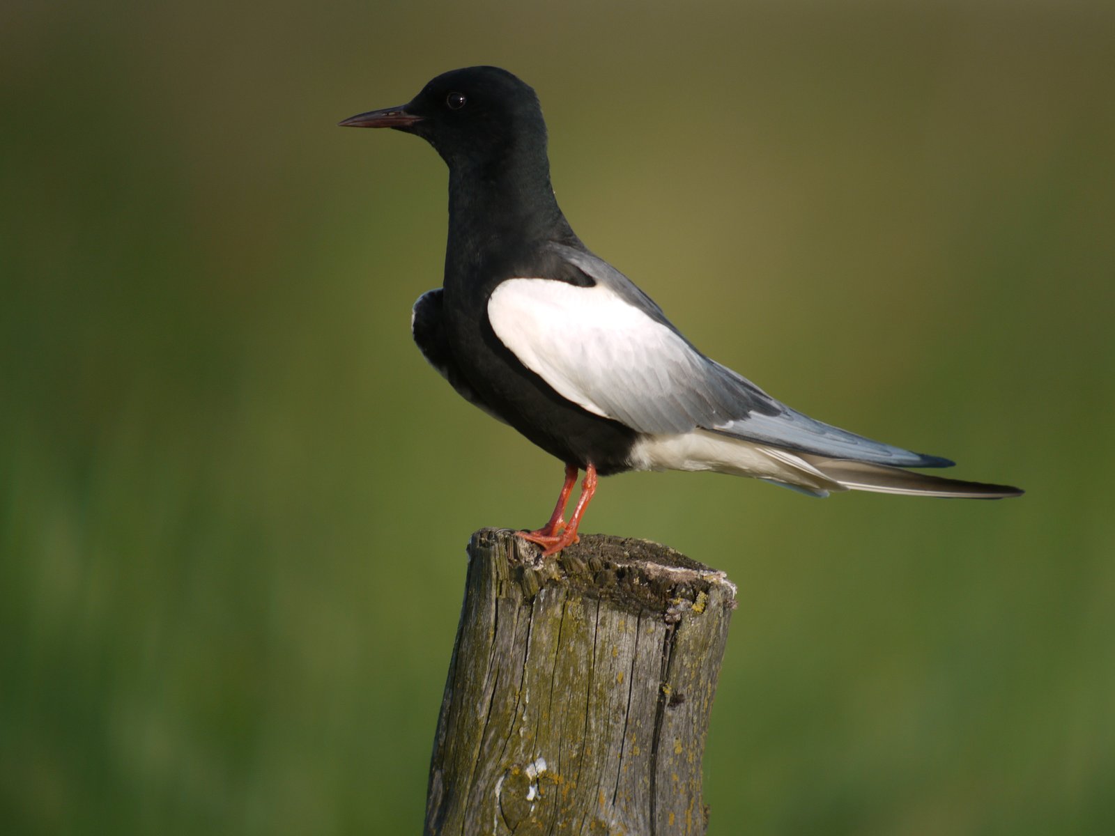 Witvleugelstern (Chlidonias leucopterus)