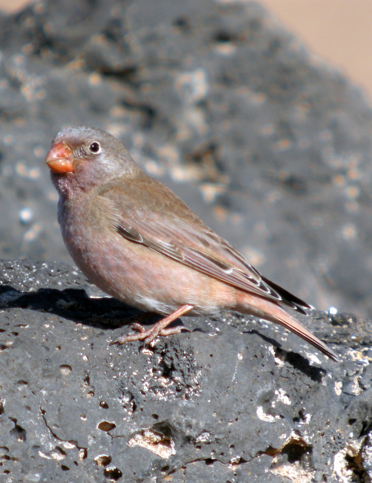 Woestijnvink (Bucanetes githagineus)