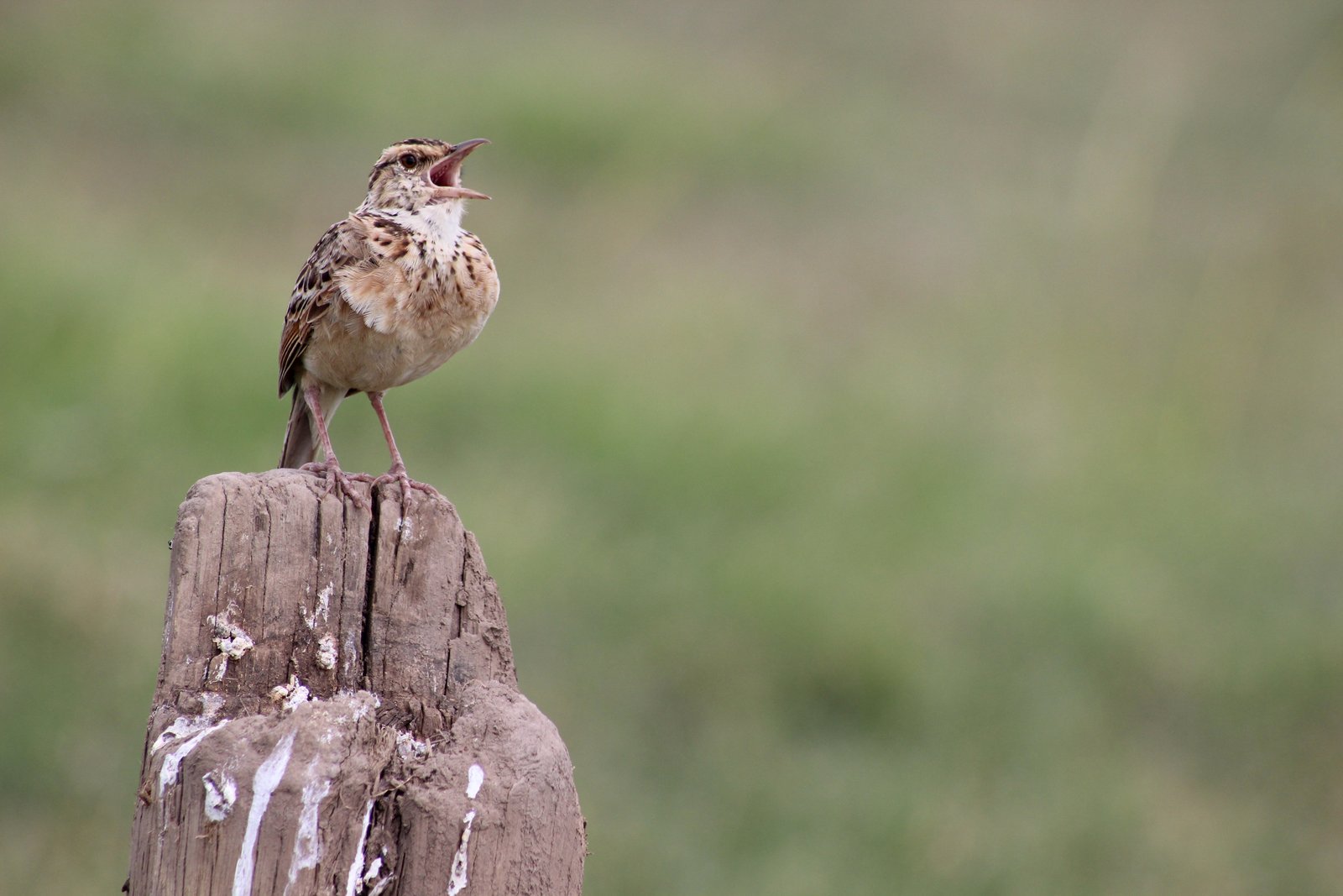 Zangstruikleeuwerik (Mirafra javanica)