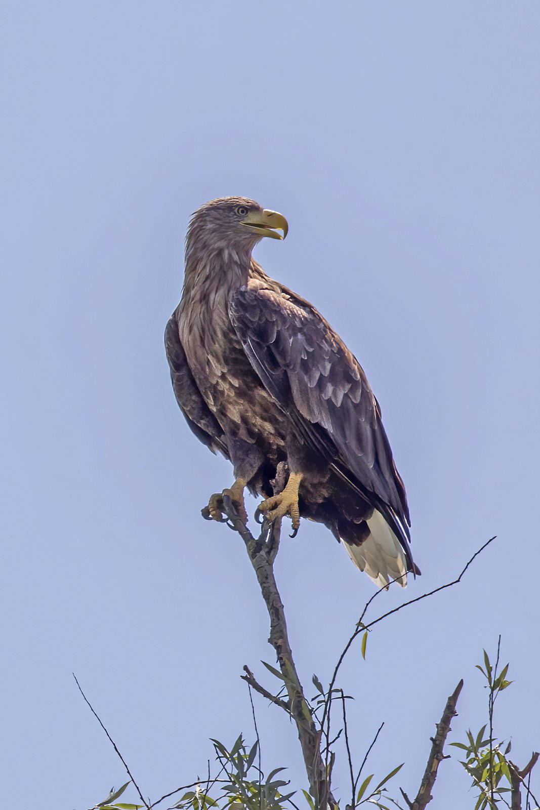Zeearend (Haliaeetus albicilla)