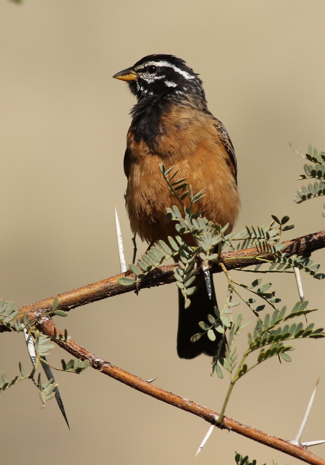 Zevenstrepengors (Emberiza tahapisi)