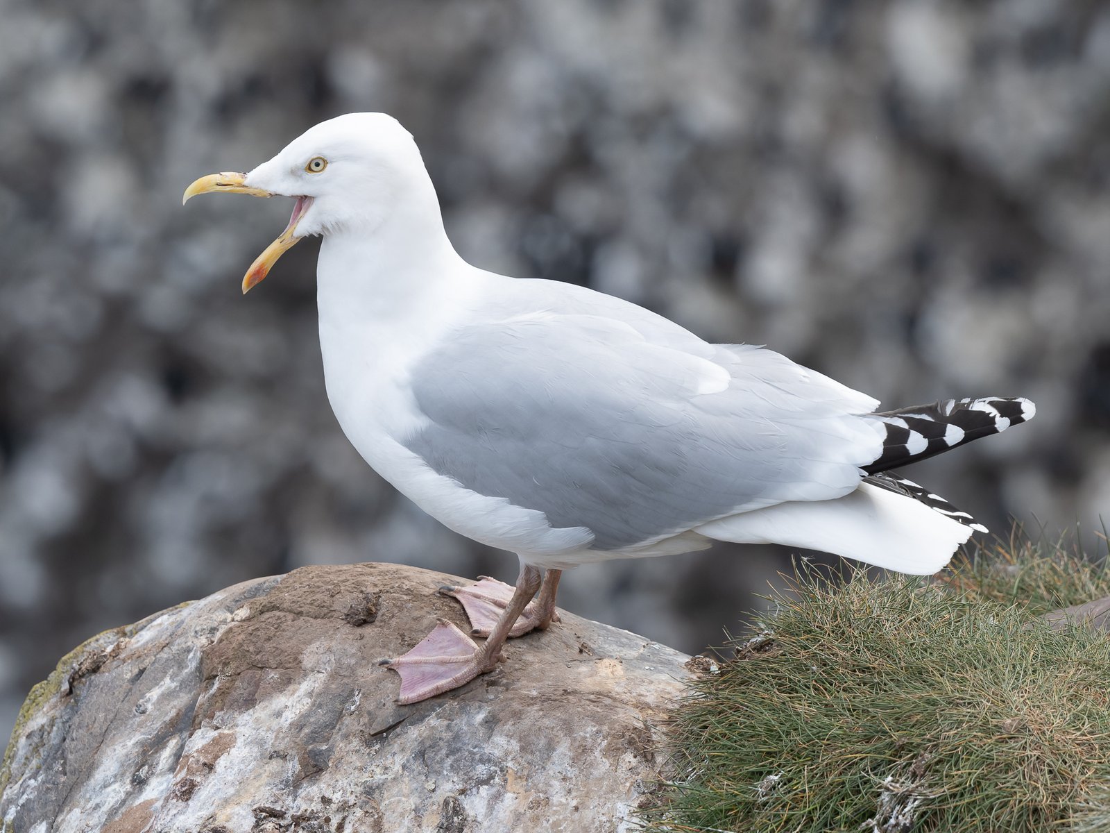 Zilvermeeuw (Larus argentatus)
