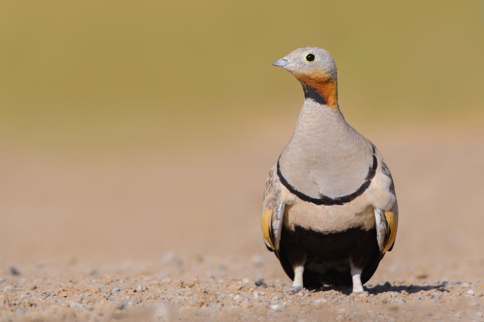 Zwartbuikzandhoen (Pterocles orientalis)