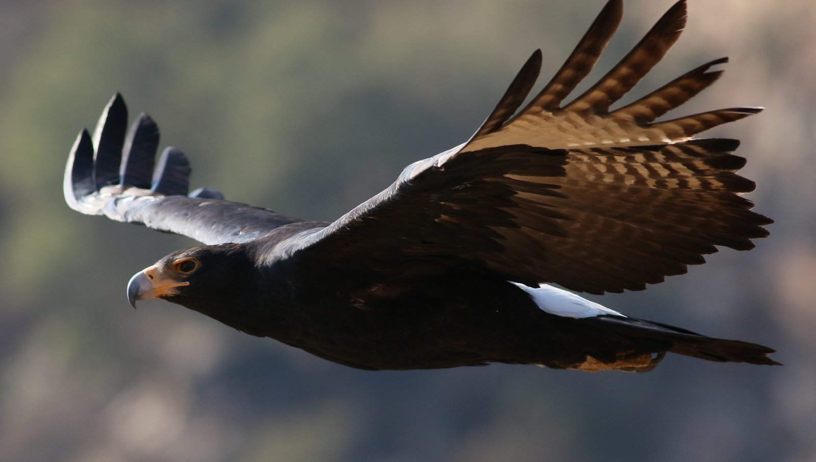 Zwarte arend (Aquila verreauxii)