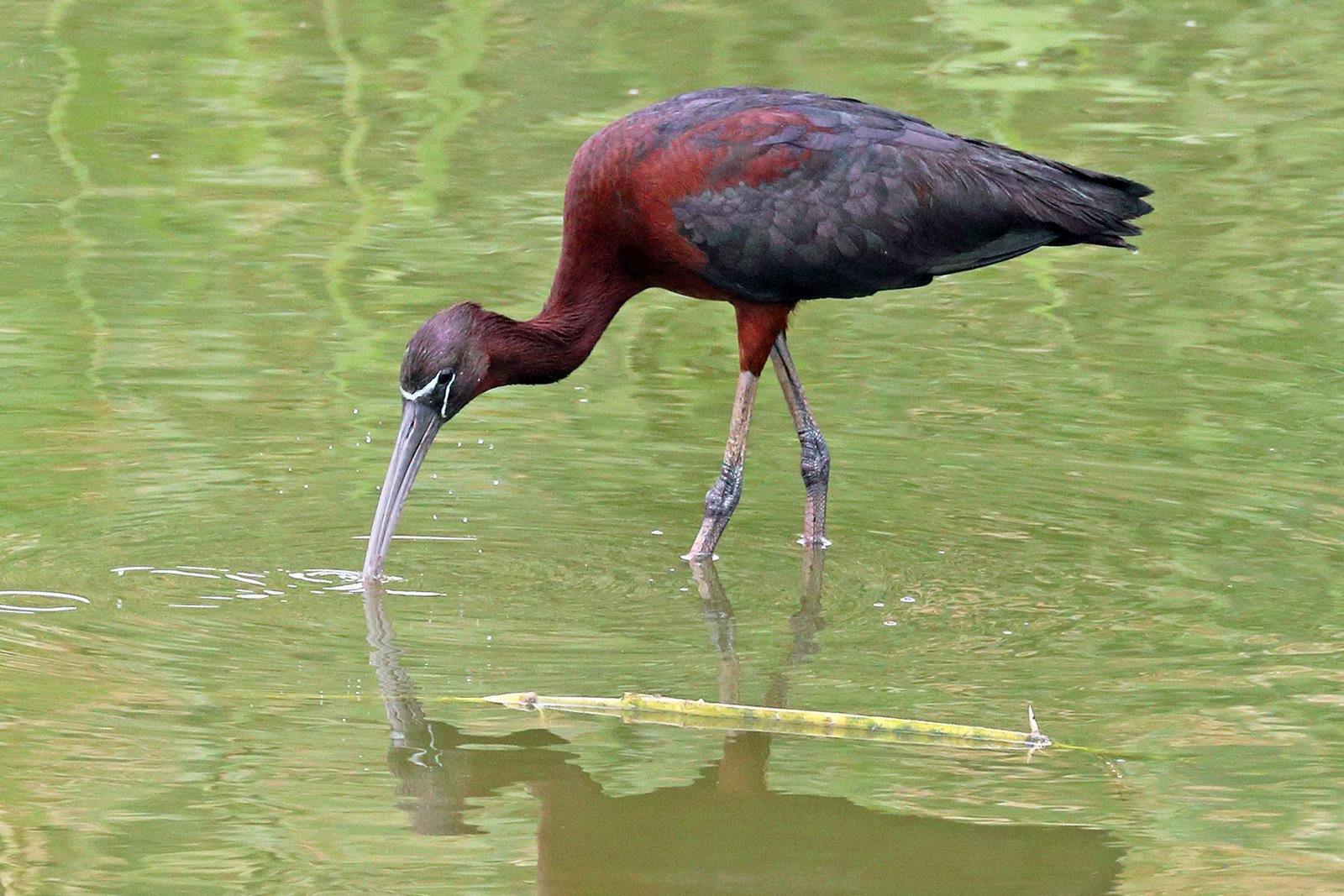 Zwarte ibis (Plegadis falcinellus)